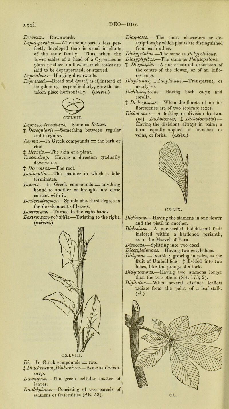 DEO—DTU. Deorsvm.—Downwards. Depauper at/us.—When some part is less per- fectly developed than, is usual in plants of the same family. Thus, when the lower scales of a head of a Cyperaceous olant produce no flowers, such scales are said to be depauperated, or starved. Dcpendens.—Hanging downwards. Depressed.—Broad and dwarf, as if, instead of lengthening perpendicularly, growth had taken place horizontally. (cxlvii.) CXLVII. Depresso-truncatus.—Same as Retuse. X Deregular is.—Something between regular and irregular. Derma.—In Greek compounds = the bark or rind. X Dermis.—The skin of a plant. Descending.—Having a direction gradually downwards. X Descensus.—The root. Desinentia.—The manner in which a lobe terminates. Dcsmos.—In Greek compounds = anything bound to another or brought into close contact with it. Deuterostrophes.—Spirals of a third degree in the development of leaves. Dextrorsus.—Turned to the right hand. DeXtrorsum-volubilis.—Twisting to the right. (cxlviii.) DL—In G reek compounds — two. + Diachenium^Diakenium.—Same as Crcmo- carp. Diachyma.—The green cellular matter of leaves. Diadelphous.—Consisting of two parcels of seamens or fraternities (SB. 53). Diagnoses. — The short characters or de- scriptions^ which plants are distinguished from each other. Dialypctalus.—The same as Polypetalous. Dialyphyllus.—The same as Polysepalous. J Diapliysis.—A preternatural extension of the centre of the flower, or of an inflo- rescence. Diaphanus, X Diophanus.—Transparent, or nearly so. Dichlamydeous.—Having both calyx and corolla. X Dicliogamus.—When the florets of an in- florescence are of two separate sexes. Dichotomia.—A forking or division by two. (adj. Dichotomus, £ Dichotomalis) — Having the divisions always in pairs; a term equally applied to branches, or veins, or forks. (cxlix.) CXLIX. Diclinous.—Having the stamens in one flower and the pistil in another. Diclesium.—A one-seeded indehiscent fruit inclosed within a hardened perianth, as in the Marvel of Peru. Dicoccus.—Splitting into two cocci. Dicotyledonous.—Having two cotyledons. Didymus.—Double ; growing in pairs, as the fruit of Umbellifers ; X divided into two lobes, like the prongs of a fork. Didynamous.—Having two stamens longer than the two others (SB. 173, 2). Digitatus.—When several distinct leaflets radiate from the point of a leaf-stalk. (cl.)