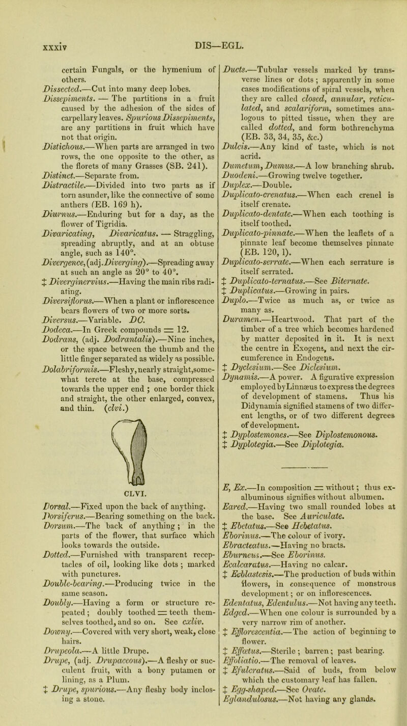 DIS—EGL. certain Fungals, or the hymenium of others. Dissected.—Cut into many deep lobes. Dissepiments. — The partitions in a fruit caused by the adhesion of the sides of carpellary leaves. Spurious Dissepiments, arc any partitions in fruit which have not that origin. Distichous.—When parts are arranged in two rows, the one opposite to the other, as the florets of many Grasses (SB. 241). Distinct.—Separate from. Distractile.—Divided into two parts as if torn asunder, like the connective of some anthers fEB. 169 h). Diurnus.—Enduring but for a day, as the flower of Tigridia. Divaricating, Divaricatus. — Straggling, spreading abruptly, and at an obtuse angle, such as 140°. Divergence, (adj .Diverging).—Spreading away at such an angle as 20° to 40°. X Diverginervius.—Having the main ribs radi- ating. Diversiflorus.—When a plant or inflorescence bears flowers of two or more sorts. Diversus.—Variable. DC. Dodeca.—In Greek compounds =12. Dodrans, (adj. Dodrantalis).—Nine inches, or the space between the thumb and the little finger separated as widely as possible. Doilabriformis.—Fleshy, nearly straight,some- what terete at the base, compressed towards the upper end ; one border thick and straight, the other enlarged, convex, and thin. (clvi.) CLYI. Dorsal.—Fixed upon the back of anything. Dorsiferus.—Bearing something on the back. Dorsum.—The back of anything ; in the parts of the flower, that surface which looks towards the outside. Dotted.—Furnished with transparent recep- tacles of oil, looking like dots ; marked with punctures. Double-bearing.—Producing twice in the same season. Doubly.—Having a form or structure re- peated; doubly toothed = teeth them- selves toothed, and so on. See cxliv. Downy.—Covered with very short, weak, close hairs. Drupeola.—A little Drupe. Drupe, (adj. Drupaceous).—A fleshy or suc- culent fruit, with a bony putamcn or lining, as a Plum. + Drupe, spurious.—Any fleshy body inclos- ing a stone. Ducts.—Tubular vessels marked by trans- verse lines or dots ; apparently in some cases modifications of spiral vessels, when they are called closed, annular, reticu- lated, and scalariform, sometimes ana- logous to pitted tissue, when they are called dotted, and form bothrenchyma (EB. 33, 34, 35, &c.) Dulcis.—Any kind of taste, which is not acrid. Dumetum, Dumus.—A low branching shrub. Duodeni.—Growing twelve together. Duplex.—Double. Duplicato-crenatus.—When each crenel is itself crenate. Duplicato-dentate.—When each toothing is itself toothed. Duplicato-pinnate.—When the leaflets of a pinnate leaf become themselves pinnate (EB. 120, 1). Duplicato-serrate.—When each serrature is itself serrated. X Duplicato-ternatus.—See Bit ornate. J Duplicatus.—Growing in pairs. Duplo.—Twice as much as, or twice as many as. Duramen.—-Heartwood. That part of the timber of a tree which becomes hardened by matter deposited in it. It is next the centre in Exogens, and next the cir- cumference in Endogens. X Dyclcsium.—See Diclesium. Dynamis.—A power. A figurative expression employed by Linnaeus to express the degrees of development of stamens. Thus his Didynamia signified stamens of two differ- ent lengths, or of two different degrees of development. X Dyplostemones.—See Diplostemonous. X Dyplotegia.—See Diplotegia. E, Ex.—In composition = without; thus ex- albuminous signifies without albumen. Eared.—Having two small rounded lobes at the base. See Auriculate. X Ebctatus.—See Hebetatus. Eborinus.—The colour of ivory. Ebracteatus.—Having no bracts. Efaorncui.—See Eborinus. Ecalcaratvs.—Having no calcar. X Echlastcsis.—The production of buds within flowers, in consequence of monstrous development; or on inflorescences. Edentatus, Edentulus.—Not having any teeth. Edged.—When one colour is surrounded by a very narrow rim of another. X Efflorcscentia.— The action of beginning to flower. X Effcetus.—Sterile ; barren; past bearing. Effoliatio.—The removal of leaves. .j: Efulcratns.—Said of buds, from below which the customary leaf has fallen. X Egg-shaped.—See Ovate. Eglandulosus.—Not having any glands.
