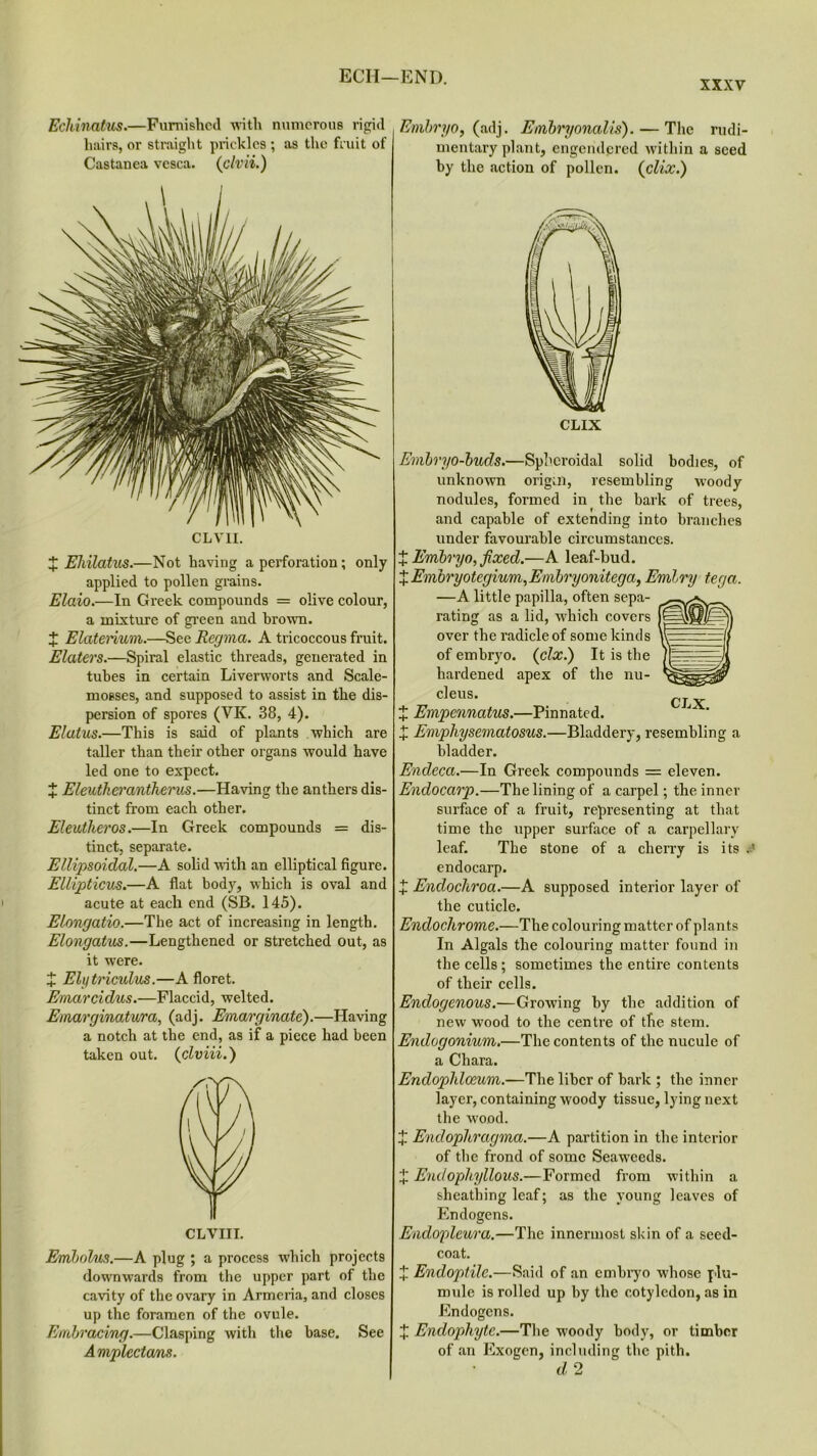 ECU—END. xxxv Echinatus.—Furnished with numerous rigid hairs, or straight prickles ; as the fruit of Castanea vesca. {civil.) CLVII. X Ehilatus.—Not having a perforation; only applied to pollen grains. Elaio.—In Greek compounds = olive colour, a mixture of green and brown. X Elaterium.—See Regina. A tricoccous fruit. Elaters.—Spiral elastic threads, generated in tubes in certain Liverworts and Scale- mosses, and supposed to assist in the dis- persion of spores (VK. 38, 4). Elatus.—This is said of plants which are taller than their other organs would have led one to expect. X Eleutkeranthems.—Having the anthers dis- tinct from each other. Eleutheros.—In Greek compounds = dis- tinct, separate. Ellipsoidal.—A solid with an elliptical figure. Ellipticus.—A flat body, which is oval and acute at each end (SB. 145). Elongatio.—The act of increasing in length. Elongatus.—Lengthened or stretched out, as it were. X Elytriculus.—A floret. Emarcidus.—Flaccid, welted. Emarginatura, (adj. Emarginate).—Having a notch at the end, as if a piece had been taken out. (clviii.) CLVHI. Embolus.—A plug ; a process which projects downwards from the upper part of the cavity of the ovary in Armeria, and closes up the foramen of the ovule. Amplcctans. Embryo, (adj. Embryonal is). — The rudi- mentary plant, engendered within a seed by the action of pollen. (clix.) Embryo-buds.—Spheroidal solid bodies, of unknown origin, resembling woody nodules, formed in the bark of trees, and capable of extending into branches under favourable circumstances. X Embryo, fixed.—A leaf-bud. X Embryotegium, Embryonitega, Embry tega. —A little papilla, often sepa- rating as a lid, which covers over the radicle of some kinds of embryo, {clx.) It is the hardened apex of the nu- cleus. X Empennatus.—Pinnated. + Emphysematosus.—Bladdery, resembling a bladder. Endeca.—In Greek compounds == eleven. Endocarp.—The lining of a carpel; the inner surface of a fruit, representing at that time the upper surface of a carpellary leaf. The stone of a cherry is its . endocarp. + Endochroa.—A supposed interior layer of the cuticle. Endochrome.—The colouring matter of plants In Algals the colouring matter found in the cells; sometimes the entire contents of their cells. Endogenous.—Growing by the addition of new wood to the centre of the stem. Endogonium.—The contents of the nucule of a Chara. Endophlceum.—The liber of bark ; the inner layer, containing woody tissue, lying next the wood. X Endophragma.—A partition in the interior of the frond of some Seaweeds. X Endopliyllous.—Formed from within a sheathing leaf; as the young leaves of Endogens. Endopleura.—The innermost skin of a seed- coat. X Endoptilc.—Said of an embryo whose plu- mule is rolled up by the cotyledon, as in Endogens. of an Exogen, including the pith. d 2