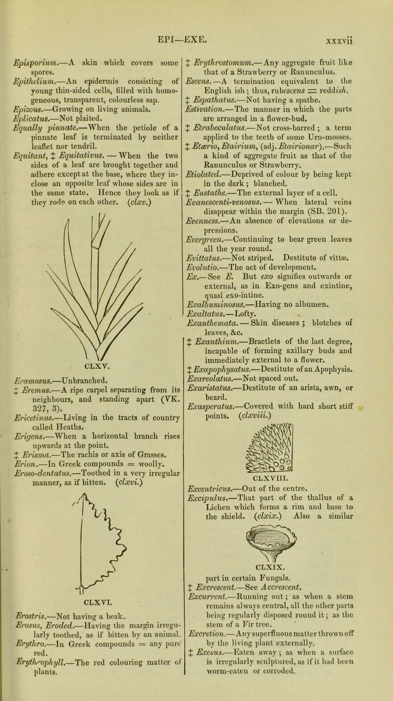 Episporium.—A skin which covers some spores. Epithelium.—An epidermis consisting of young thin-sided cells, filled with homo- geneous, transparent, colourless sap. Epizous.—Growing on living animals. Eplicatus.—Not plaited. Equally pinnate.—When the petiole of a pinnate leaf is terminated by neither leaflet nor tendril. Equitant, X Equitativus. — When the two sides of a leaf are brought together and adhere except at the base, where they in- close an opposite leaf whose sides are in the same state. Hence they look as if they rode on each other. (clxv.) Eramosus.—Unbranched. X Eremus.—A ripe carpel separating from its neighbours, and standing apart (VK. 327, 3). Ericetinus.—Living in the tracts of country called Heaths. Eriyens.—When a horizontal branch rises upwards at the point. X Erisma.—The rachis or axis of Grasses. Erion.—In Greek compounds = woolly. Eroso-dentatus.—Toothed in a very irregular manner, as if bitten. (clxvi.) Erostris.—Not having a beak. Erosus, Eroded.—Having the margin irregu- larly toothed, as if bitten by an animal. Erytliro.—In Greek compounds = any pure red. Erythxophyll.—The red colouring matter of plants. X Erythrostomum.— Any aggregate fruit like that of a Strawberry or Ranunculus. Escens.—A termination equivalent to the English ish ; thus, rubescens ~ reddzs/z. J Espathatus.—Not having a spathe. Estivation.—The manner in which the parts are arranged in a flower-bud. X Etrabecidatus.—Not cross-barred ; a term applied to the teeth of some Urn-mosses. X Etcerio, Etairium, (adj. Elairionar).—Such a kind of aggregate fruit as that of the Ranunculus or Strawberry. Etiolated.—Deprived of colour by being kept in the dark ; blanched. J Eustathe.—The external layer of a cell. Eoanescenti-venosus. — When lateral veins disappear within the margin (SB. 201). Evenness.—An absence of elevations or de- pressions. Evergreen.—Continuing to bear green leaves all the year round. Evittatus.—Not striped. Destitute of vittaj. Evolutio.—The act of development. Ex.— See E. But exo signifies outwards or external, as in Exo-gens and exiutine, quasi exo-intine. Exalbuminosus.—Having no albumen. Exaltatus.—Lofty. Exanthemata. — Skin diseases ; blotches of leaves, &c. X Exanthium.—Bractlets of the last degree, incapable of forming axillary buds and immediately external to a flower. X Exapophysatus.—Destitute of an Apophysis. Exareolatus.—Not spaced out. Exaristatus.—Destitute of an arista, awn, or beard. Exasperatus.—Covered with hard short stiff points. (clxviii.) Excentricus.—Out of the centre. Excipulus.—That part of the thallus of a Lichen which forms a rim and base to the shield. (clxix.) Also a similar partin certain Fungals. X Excrescent.—See Accrescent. Excurrent.—Running out; as when a stem remains always central, all the other parts being regularly disposed round it; as the stem of a Fir tree. Excretion.—Any superfluous matter thrown off by the living plant externally. X Exesus.—Eaten away ; as when a surface is irregularly sculptured, as if it had been worm-eaten or corroded.