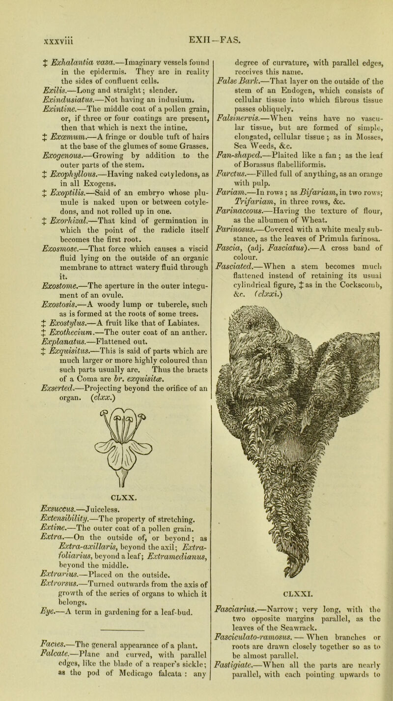 EXII-FAS. X Exhalantia vasa.—Imaginary vessels found in the epidermis. They are in reality the sides of confluent cells. Exilis.—Long and straight; slender. Exindusiatus.—Not having an indusium. Exintine.—The middle coat of a pollen grain, or, if three or four coatings are present, then that which is next the intine. X Excemum.—A fringe or double tuft of hairs at the base of the glumes of some Grasses. Exogenous.—Growing by addition to the outer parts of the stem. X Exophyllous.—Having naked cotyledons, as in all Exogens. £ Exoptilis.—Said of an embryo whose plu- mule is naked upon or between cotyle- dons, and not rolled up in one. X Exorhizal.—That kind of germination in which the point of the radicle itself becomes the first root. Exosmose.—That force which causes a viscid fluid lying on the outside of an organic membrane to attract watery fluid through it. Exostome.—The aperture in the outer integu- ment of an ovule. Exostosis.—A woody lump or tubercle, such as is formed at the roots of some trees. X Exostylus.—A fruit like that of Labiates. J Exothecium.—The outer coat of an anther. Explanatus.—Flattened out. X Exquisitus.—This is said of parts which are much larger or more highly coloured than such parts usually are. Thus the bracts of a Coma are hr. exquisitce. Exserted.—Projecting beyond the orifice of an organ. (clxx.) CLXX. Exsuccus.—J uiceless. Extensibility.—The property of stretching. Extine.—The outer coat of a pollen grain. Extra.—On the outside of, or beyond; as Extra-axil laris, beyond the axil; Extra- foliarius, beyond a leaf; Extramedianus, beyond the middle. Extrarius.—Placed on the outside. Extrorsus.—Turned outwards from the axis of growth of the series of organs to which it belongs. Eye.—A term in gardening for a leaf-bud. Facies.—The general appearance of a plant. Falcate.—Plane and curved, with parallel edges, like the blade of a reaper’s sickle; as the pod of Mcdicago falcata : any degree of curvature, with parallel edges, receives this name. False Bark.—That layer on the outside of the stem of an Endogen, which consists of cellular tissue into which fibrous tissue passes obliquely. Falsinervis.—When veins have no vascu- lar tissue, but are formed of simple, elongated, cellular tissue ; as in Mosses, Sea Weeds, &c. Fan-shaped.—Plaited like a fan ; as the leaf of Borassus flabelliformis. Farctus.—Filled full of anything, as an orange with pulp. Fariam.—In rows ; as BifaHam, in two rows; Trifariam, in three rows, &c. Farinaceous.—Having the texture of flour, as the albumen of Wheat. Farinosus.—Covered with a white mealy sub- stance, as the leaves of Primula farinosa. Fascia, (adj. Fasciatus).—A cross band of colour. Fasciated.—When a stem becomes much flattened instead of retaining its usuai cylindrical figure, J as in the Cockscomb, &c. (clxxi.) CLXXI. Fasciarius.—Narrow; very long, with the two opposite margins parallel, as the leaves of the Seawrack. Fasciculato-ramosus. — When branches or roots are drawn closely together so as to be almost parallel. Fasfigiate.—When all the parts arc nearly parallel, with each pointing upwards to