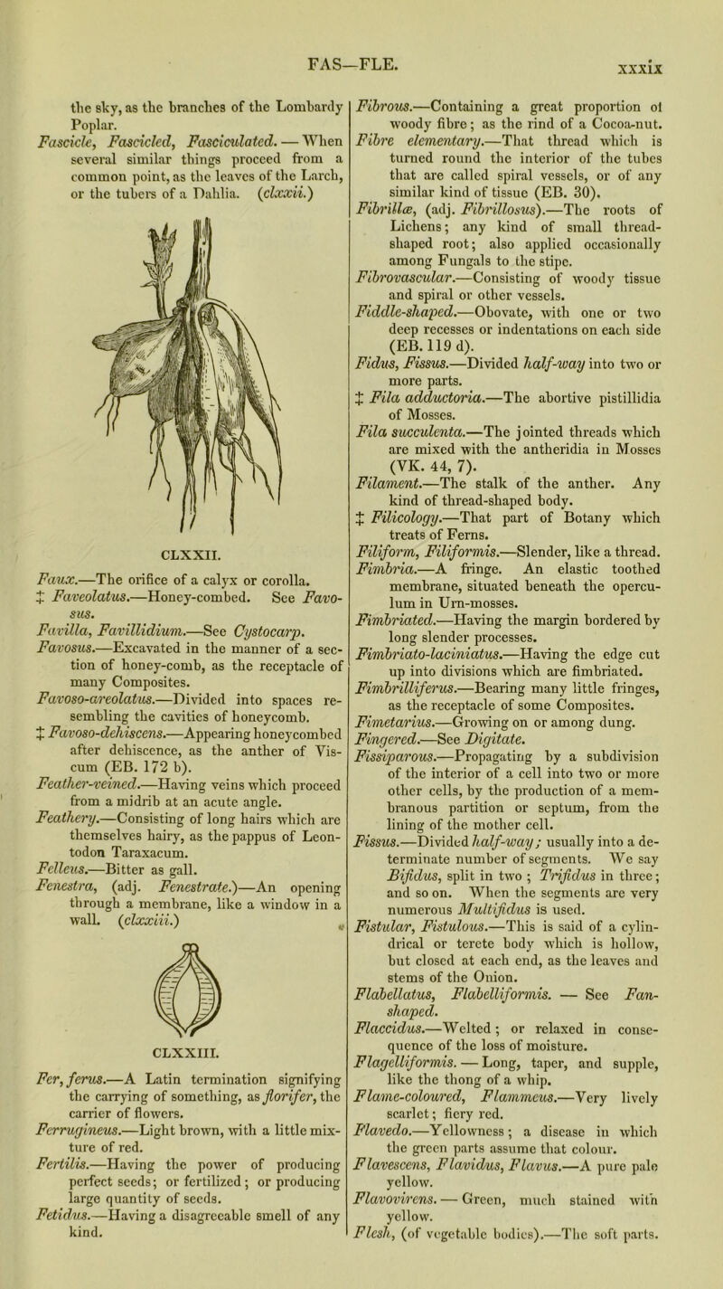 FAS—FLE. XXXIX the sky, as the branches of the Lombardy Poplar. Fascicle, Fascicled, Fasciculated. — When several similar things proceed from a common point, as the leaves of the Larch, or the tubers of a Dahlia. (clxxii.) Faux.—The orifice of a calyx or corolla. + Faveolatus.—Honey-combed. See Favo- sus. Favilla, Favillidium.—See Cystocarp. Favosus.—Excavated in the manner of a sec- tion of honey-comb, as the receptacle of many Composites. Favoso-areolatus.—Divided into spaces re- sembling the cavities of honeycomb. X Favoso-dehiscens.—Appearing honeycombed after dehiscence, as the anther of Vis- cum (EB. 172 b). Feather-veined.—Haring veins which proceed from a midrib at an acute angle. Feathery.—Consisting of long hairs which are themselves hairy, as the pappus of Leon- todon Taraxacum. Felleus.—Bitter as gall. Fenestra, (adj. Fenestrate.)—An opening through a membrane, like a window in a wall. (clxxiii.) # CLXXIII. Fer,ferus.—A Latin termination signifying the carrying of something, as Jlorifer, the carrier of flowers. Fcrrugineus.—Light brown, with a little mix- ture of red. Fertilis.—Having the power of producing perfect seeds; or fertilized ; or producing large quantity of seeds. Fetidus.—Having a disagreeable smell of any kind. Fibrous.—Containing a great proportion ol woody fibre; as the rind of a Cocoa-nut. Fibre elementary.—That thread which is turned round the interior of the tubes that are called spiral vessels, or of any similar kind of tissue (EB. 30). Fibrillce, (adj. Fibrillosus).—The roots of Lichens; any kind of small thread- shaped root; also applied occasionally among Fungals to the stipe. Fibrovascular.—Consisting of woody tissue and spiral or other vessels. Fiddle-slia'ped.—Obovate, with one or two deep recesses or indentations on each side (EB. 119 d). Fidus, Fissus.—Divided half-way into two or more parts. X Fila adductoria.—The abortive pistillidia of Mosses. Fila succulenta.—The jointed threads which are mixed with the antheridia in Mosses (VK. 44, 7). Filament.—The stalk of the anther. Any kind of thread-shaped body. £ Filicology.—That part of Botany which treats of Ferns. Filiform, Filiformis.—Slender, like a thread. Fimbria.—A fringe. An elastic toothed membrane, situated beneath the opercu- lum in Urn-mosses. Fimbriated.—Haring the margin bordered by long slender processes. Fimbriato-laciniatus.—Haring the edge cut up into divisions which are fimbriated. Fimbrilliferus.—Bearing many little fringes, as the receptacle of some Composites. Fimetarius.—Growing on or among dung. Fingered.—See Digitate. Fissiparous.—Propagating by a subdivision of the interior of a cell into two or more other cells, by the production of a mem- branous partition or septum, from the lining of the mother cell. Fissus.—Divided half-way; usually into a de- terminate number of segments. We say Bifidus, split in two ; Trifid/us in three; and so on. When the segments are very numerous Multifidus is used. Fistular, Fistulous.—This is said of a cylin- drical or terete body which is hollow, but closed at each end, as the leaves and stems of the Onion. Flabellatus, Flabclliformis. — See Fan- shaped. Flaccidus.—Welted; or relaxed in conse- quence of the loss of moisture. Flagelliformis. — Long, taper, and supple, like the thong of a whip. Flame-coloured, Flammeus.—Very lively scarlet; fiery red. Flavedo.—Yellowness; a disease in which the green parts assume that colour. Flavescens, Flavidus, Flavus.—A pure pale yellow. Flavovirens. — Green, much stained with yellow. Flesh, (of vegetable bodies).—The soft parts.