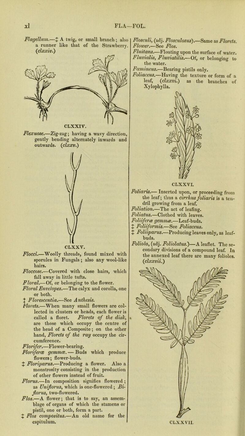 x\ FLA—FOL. Flagellum.—£ A twig, or small branch ; also a runner like that of the Strawberry. (clxxiv.) Flexuose.—Zig-zag; having a wavy direction, gently bending alternately inwards and outwards. (clxxv.) CLXXV. Flood.—Woolly threads, found mixed with sporules in Fungals ; also any wool-like hairs. Floccose.—Covered with close hairs, which fall away in little tufts. Floral.—Of, or belonging to the flower. Floral Envelopes.—The calyx and corolla, one or both. J Florescentia.—See Anthesis. t'lorets.—When many small flowers are col- lected in clusters or heads, each flower is called a floret. Florets of the dish, are those which occupy the centre of the head of a Composite; on the other hand, Florets of the ray occupy the cir- cumference. Florifer.—Flower-bearing. Floriferce gemmce. — Buds which produce flowers; flower-buds. X Floriparus.—Producing a flower. Also a monstrosity consisting in the production of other flowers instead of fruit. Florus.—In composition signifies flowered ; as Unijlorus, which is one-flowered ; Bi- florus, two-flowered. Flos.—A flower; that is to say, an assem- blage of organs of which the stamens or pistil, one or both, form a part. X Flos compositus.—An old name for the capitulum. Flosculi, (adj. Flosculosus).—Same as Florets. Flower.—See Flos. Fluitcms.—Floating upon the surface of water. Fluvialis, Fluviatilis.—Of, or belonging to the water. Foemineus.—Bearing pistils only. Foliaceus.—Having the texture or form of a leaf, {clxxvi.) as the branches of Xylophylla. CLXXVI. Foliaris.— Inserted upon, or proceeding from the leaf; thus a cirrhus folians is a ten- dril growing from a leaf. Foliation.—The act of leafing. Foliatus.—Clothed with leaves. Foliiferae gemmae.—Leaf-buds. + Foliiformis.—See Foliaceus. + Foliiparus.—Producing leaves only, as leaf- buds. Foliola, (adj. Foliolatus.)—A leaflet. The se- condary divisions of a compound leaf. In the annexed leaf there are many folioles. (clxxvii.)