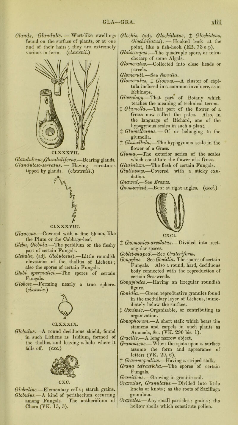 Glands, Glandules. — Wart-like swellings found on the surface of plants, or at one and of their hairs ; they are extremely various in form. (clxxxvii.) GlandulosuSjGla/nduliferus.—Bearing glands. G landuloso-serratus. — Having serratures tipped by glands. (clxxxviii.) Glaucous.—Covered with a fine bloom, like the Plum or the Cabbage-leaf. Gleba, Qlebula.—The peridium or the fleshy part of certain Fungals. Glebulce, (adj. Glebulosus).—Little roundish elevations of the thallus of Lichens ; also the spores of certain Fungals. Globi spermatid.—The spores of certain Fungals. Globose.—Forming nearly a true sphere. (clxxxix.) CLXXXIX. Globulus.—A round deciduous shield, found in such Lichens as Isidium, formed of the thallus, and leaving a hole where it falls off. (cxc.) Globuline.—Elementary cells ; starch grains. Globulus.—A kind of perithecium occurring among Fungals. The antheridium of Chara (VK. 13, 3). Glochis, (adj. Glochidatus, J Glochideus, Glochidiatus). — Hooked back at the point, like a fish-hook (EB. 73 o p). Gloiocarpus.—The quadruple spore, or tetra- chocarp of some Algals. Glomeratus.—Collected into close heads or parcels. Glomeruli.—See Soredia. Glomerulus, + Glomus.—A cluster of capi- tula inclosed in a common involucre, as in Echinops. Glossology.—That part of Botany which teaches the meaning of technical terms. + Glumella.—That part of the flower of a Grass now called the palea. Also, in the language of Richard, one of the hypogynous scales in such a plant. + Glumelleanus. — Of or belonging to the glumella. X Glumellula.—The hypogynous scale in the flower of a Grass. Gluma.—The exterior series of the scales which constitute the flower of a Grass. Glutinium.—The flesh of certain Fungals. Glutinosus.—Covered with a sticky exu- dation. Gnawed.—See Erosus. Gnomonical.—Bent at right angles, (cxci.) CXCI. X Gnomonico-areolatus.—Divided into rect- angular spaces. Goblet-sliaped.—See Crateriform. Gongylus.—See Gonidia. The spores of certain Fungals. Also a round, hard, deciduous body connected with the reproduction of certain Sea-weeds. Gongylodes.—Having an irregular roundish figure. Gonidia.—Green reproductive granules found in the medullary layer of Lichens, imme- diately below the surface. J Gonimic.—Organizable, or contributing to organization. Gonophorum.—A short stalk which hears the stamens and carpels in such plants as Anonads, &c. (VK. 290 bis. 1). Gracilis.—A long narrow object. Gi'ammicus.—When the spots upon a surface assume the form and appearance of letters (VK. 29, 6). X Grammopodius.—Having a striped stalk. G)'ana tetrasticha.—The spores of certain Fungals. Graniticus.—Growing in granitic soil. Granular, Granulatus.— Divided into little knobs or knots; as the roots of Saxifraga granulata. Granules.—Any small particles ; grains; the hollow shells which constitute pollen.