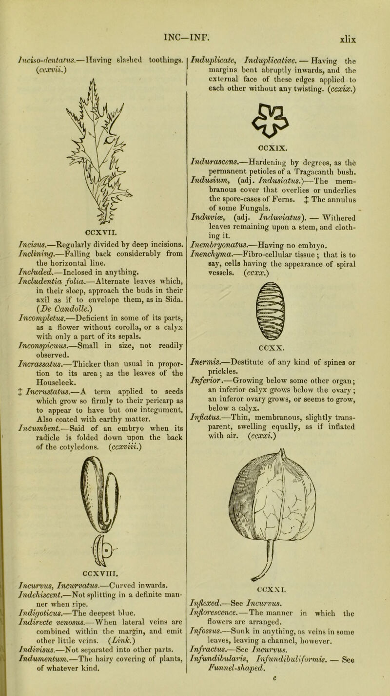 Inciso-dentatus.— Ilnving slashed toothings. (ccxvii.) Incisus.—Regularly divided by deep incisions. Inclining.—Falling back considerably from the horizontal line. Included.—Inclosed in anything. Includentia folia.—Alternate leaves which, in their sleep, approach the buds in their axil as if to envelope them, as in Sida. (De Candolle.) Incompletus.—Deficient in some of its parts, as a flower without corolla, or a calyx with only a part of its sepals. Inconspicuus.—Small in size, not readily observed. Incrassatus.—Thicker than usual in propor- tion to its area; as the leaves of the Houseleek. X Incrustatus.—A term applied to seeds which grow so firmly to their pericarp as to appear to have but one integument. Also coated with earthy matter. Incumbent.—Said of an embryo when its radicle is folded down upon the back of the cotyledons. (ccxviii.) CCXVIII. Incw'vus, Incv/rvatus.—Curved inwards. Indehiscent.—Not splitting in a definite man- ner when ripe. Indigolicui.—The deepest blue. Indirecte venosus.—When lateral veins are combined within the margin, and emit other little veins. (Link.) Indivisus.—Not separated into other parts. Indumentum.—The hairy covering of plants, of whatever kind. Induplicate, Induplicativc. — Having the margins bent abruptly inwards, and the external face of these edges applied to each other without any twisting. (ccxix.) %> CCXIX. Indurascens.—Hardening by degrees, as the permanent petioles of a Tragacanth bush. Indusium, (adj. Indusiatus.)—The mem- branous cover that overlies or underlies the spore-cases of Ferns. X The annulus of some Fungals. Induvice, (adj. Induviatus). — Withered leaves remaining upon a stem, and cloth- ing it. Inembryonatus.—Having no embryo. Inenchyma.—Fibro-cellular tissue ; that is to say, cells having the appearance of spiral vessels. (ccxx.) eexx. Inermis.—Destitute of any kind of spines or prickles. Inferior.—Growing below some other organ; an inferior calyx grows below the ovary ; an inferor ovary grows, or seems to grow, below a calyx. Ivjlatus.—Thin, membranous, slightly trans- parent, swelling equally, as if inflated with air. (ccxxi.) Injlcxed.—See Incurvus. Inflorescence. — The manner in which the flowers are arranged. Infossus.—Sunk in anything, as veins in some leaves, leaving a channel, however. Infractus.—See Incurvus. Infumdilmlaris, Infundibuliformis. — See Fumnel-shaped. e