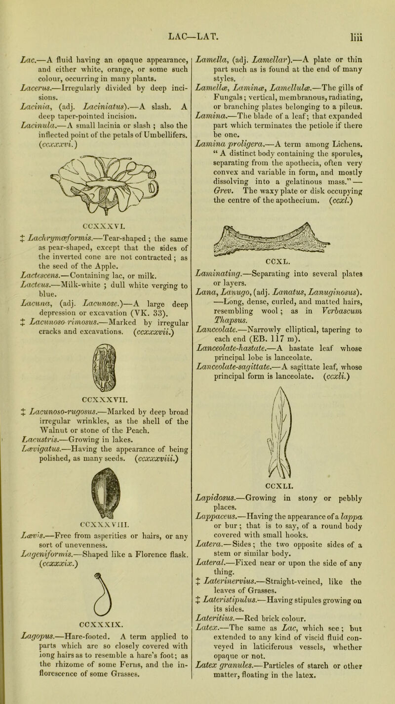 Lac.—A fluid having an opaque appearance, and either white, orange, or some such colour, occurring in many plants. Lacerus.—Irregularly divided by deep inci- sions. Lacinia, (adj. Laciniatus).—A slash. A deep taper-pointed incision. Lacinulci.—A small lacinia or slash ; also the inflected poiut of the petals of Umbellifers. (ccxxxvi.) CCXXXVI. X Lachrymaformis.—Tear-shaped ; the same as pear-shaped, except that the sides of the inverted cone are not contracted ; as the seed of the Apple. Lactescens.—Containing lac, or milk. Lacteus.—Milk-white ; dull white verging to blue. Lacuna, (adj. Lacunose.)—A large deep depression or excavation (VK. 33). X Lacunosorimosus.—Marked by irregular cracks and excavations, (ccxxxviii) CCXXXVII. X Lacunoso-rugosus.—Marked by deep broad irregular wrinkles, as the shell of the Walnut or stone of the Peach. Lacustris.—Growing in lakes. Lcevigatus.—Having the appearance of being polished, as many seeds. (ccxxxviii.) CCXXXVIII. Lcevis.—Free from asperities or hairs, or any sort of unevenness. Lageniformis.—Shaped like a Florence flask. (ccxxxix.) CCXXXIX. Lagopus.—Hare-footed. A term applied to parts which arc so closely covered with long hairs as to resemble a hare’s foot; as the rhizome of some Ferns, and the in- florescence of some Grasses. Lamella, (adj. Lamellar).—A plate or thin part such as is found at the end of many styles. Lamellce, Lamina?, Lamellulae.—The gills of Fungals; vertical, membranous, radiating, or branching plates belonging to a pileus. Lamina.—The blade of a leaf; that expanded part which terminates the petiole if there be one. Lamina proligera.—A term among Lichens. “ A distinct body containing the sporules, separating from the apothecia, often very convex and variable in form, and mostly dissolving into a gelatinous mass.” — Grev. The waxy plate or disk occupying the centre of the apothecium. (ccxl.) Laminating.—Separating into several plates or layers. Lana, Lanugo, (adj. Lanatus, Lanuginosus). —Long, dense, curled, and matted hairs, resembling wool; as in Vcrbascum Tkapsus. Lanceolate.—Narrowly elliptical, tapering to each end (EB. 1 i7 m). Lanceolate-hastate.—A hastate leaf whose principal lobe is lanceolate. Lanceolate-sagittate.—A sagittate leaf, whose principal form is lanceolate. (ccxli.) CCXLI. Lapidosus.—Growing in stony or pebbly places. Lappaceus.—Having the appearance of a lappa or bur; that is to say, of a round body covered with small hooks. Latera.—Sides; the two opposite sides of a stem or similar body. Lateral.—Fixed near or upon the side of any thing. X Jjaterinervius.—Straight-veined, like the leaves of Grasses. X Lateristipulus.—Having stipules growing on its sides. Lateritius.—Red brick colour. Latex.—The same as Lac, which see; but extended to any kind of viscid fluid con- veyed in laticiferous vessels, whether opaque or not. Latex granules.—Particles of starch or other matter, floating in the latex.