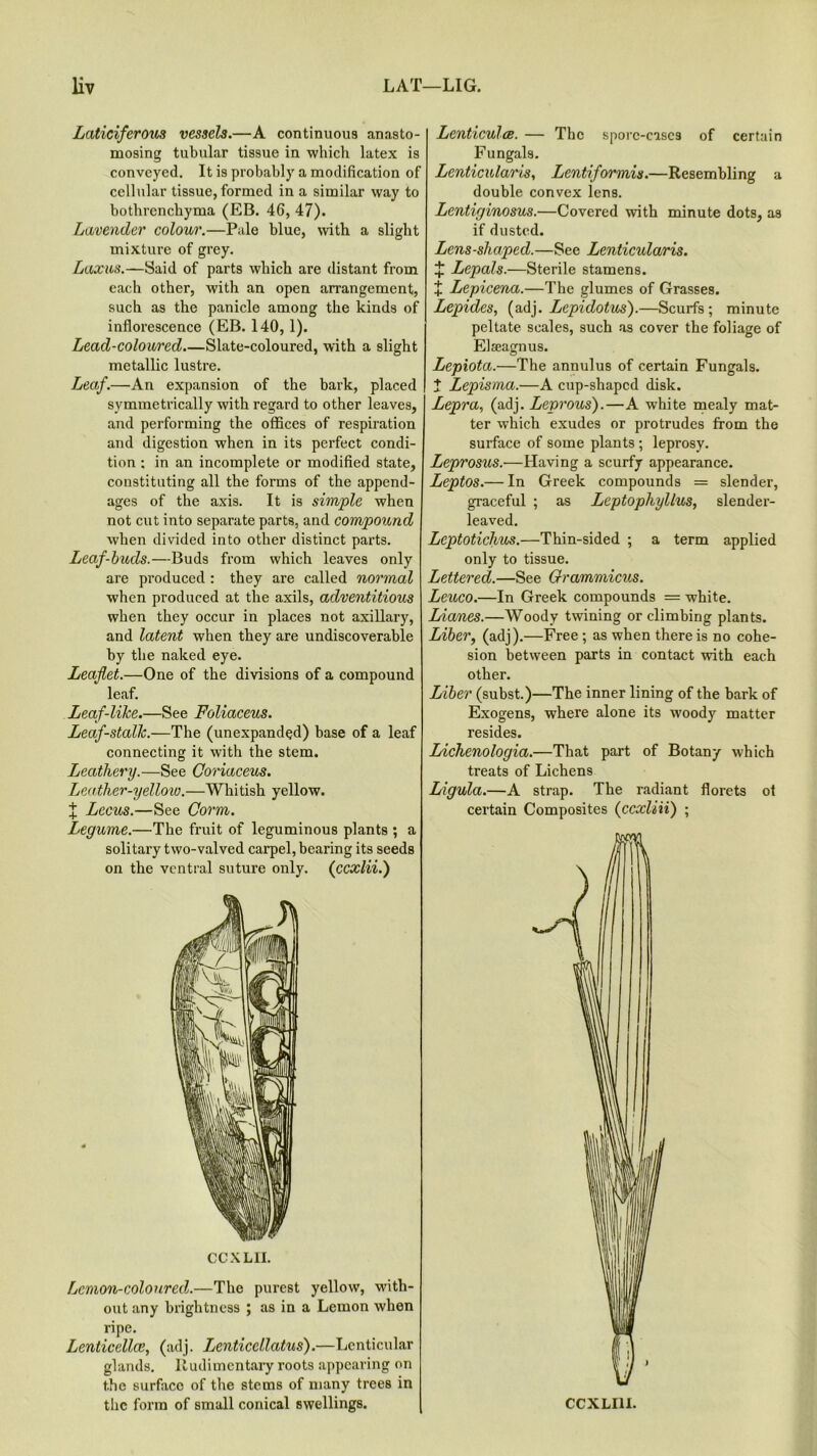 Lcitidferous vessels.—A continuous anasto- mosing tubular tissue in which latex is conveyed. It is probably a modification of cellular tissue, formed in a similar way to bothrenchyma (EB. 46, 47). Lavender colour.—Pale blue, with a slight mixture of grey. Laxus.—Said of parts which are distant from each other, with an open arrangement, such as the panicle among the kinds of inflorescence (EB. 140, 1). Lead-coloured Slate-coloured, with a slight metallic lustre. Leaf.—An expansion of the bark, placed symmetrically with regard to other leaves, and performing the offices of respiration and digestion when in its perfect condi- tion : in an incomplete or modified state, constituting all the forms of the append- ages of the axis. It is simple when not cut into separate parts, and compound when divided into other distinct parts. Leaf-buds.—Buds from which leaves only are produced : they are called normal when produced at the axils, adventitious when they occur in places not axillary, and latent when they are undiscoverable by the naked eye. Leaflet.—One of the divisions of a compound leaf. Leaf-like.—See Foliaceus. Leaf-stalk.—The (unexpand^d) base of a leaf connecting it with the stem. Leathery.—See Coriaceus. Leather-yelloio.—Whitish yellow. | Lccus.—See Corm. Legume.—The fruit of leguminous plants ; a solitary two-valved carpel, bearing its seeds on the ventral suture only. (ccxlii.) CCXLII. Lemon-coloured.—The purest yellow, with- out any brightness ; as in a Lemon when ripe. Lenticellce, (adj. Lenticellatus).—Lenticular glands. Rudimentary roots appearing on t.he surface of the stems of many trees in the form of small conical swellings. Lenticuloe. — The spore-cases of certain Fungals. Lenticular'is, Lentiformis.—Resembling a double convex lens. Lentiginosus.—Covered with minute dots, as if dusted. Lens-shaped.—See Lenticularis. ^ Lepals.—Sterile stamens. + Lepicena.—The glumes of Grasses. Lepides, (adj. Lepidotus).—Scurfs ; minute peltate scales, such as cover the foliage of Elaeagnus. Lepiota.—The annulus of certain Fungals. t Lepisma.—A cup-shaped disk. Lepra, (adj. Leprous').—A white mealy mat- ter which exudes or protrudes from the surface of some plants; leprosy. Leprosus.—Having a scurfy appearance. Leptos.— In Greek compounds = slender, graceful ; as Leptophyllus, slender- leaved. Lcptotichus.—Thin-sided ; a term applied only to tissue. Lettered.—See Orammicus. Leuco.—In Greek compounds = white. Lianes.—Woody twining or climbing plants. Liber, (adj).—Free ; as when there is no cohe- sion between parts in contact with each other. Liber (subst.)—The inner lining of the bark of Exogens, where alone its woody matter resides. Lichenologia.—That part of Botany which treats of Lichens Ligula.—A strap. The radiant florets ol certain Composites (eexliii) ;