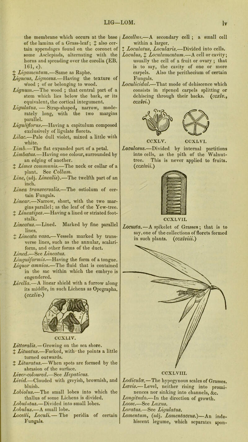 the membrane which occurs at the base of the lamina of a Grass-leaf; X also cer- tain appendages found on the coronet of some Asclepiads, alternating with the horns and spreading over the corolla (EB. 161, c). X Ligamentum.—Same as Raphe. Ligneus, Lignosus.—Having the texture of wood ; of or belonging to wood. Lignum.—The wood ; that central part of a stem which lies below the bark, or its equivalent, the cortical integument. Ligulatus. — Strap-shaped, narrow, mode- rately long, with the two margins parallel. Ligulifiorus.-—Having a capitulum composed exclusively of ligulate florets. Lilac.—Pale dull violet, mixed a little with white. Limb.—The flat expanded part of a petal. Lhnbatus.—Having one colour, surrounded by an edging of another. X Limes communis.—The neck or collar of a plant. See Collum. Line, (adj. Linealis).—The twelfth part of an inch. Linea transversalis.—The ostiolum of cer- tain Fungals. Linear.—Narrow, short, -with the two mar- gins parallel; as the leaf of the Yew-tree. J Lineatipes.—Having a lined or striated foot- stalk. Lineatus.—Lined. Marked by fine parallel lines. X Lineata vasa.—Vessels marked by trans- verse lines, such as the annular, scalari- form, and other forms of the duct. Lined.—See Lineatiis. Linguiformis.—Having the form of a tongue. Liquor amnios.—The fluid that is contained in the sac within wflrich the embryo is engendered. Lirella.—A linear shield with a furrow along its middle, in such Lichens as Opegrapha. (ccxliv.) CCXLIV. Littoralis.—Growing on the sea shore. £ Lituatus.—Forked, with the points a little turned outwards. X Lituratus.—When spots are formed by the abrasion of the surface. Liver-coloured.—See Hepaticus. Livid.—Clouded with greyish, brownish, and bluish. Lobiolus.—The small lobes into which the thallus of some Lichens is divided. Lobulntus.—Divided into small lobes. Lobulus.—A small lobe. Locelli, Loculi.— The peridia of certain Fungals. Locellus.—A secondary cell ; a small cell within a larger. t Loculatus, Locularis.—Divided into cells. Loculus, X Loculamentum.—A cell or cavity; usually the cell of a fruit or ovary ; that is to say, the cavity of one or more carpels. Also the perithecium of certain Fungals. Loculicidal.—That mode of dehiscence which consists in ripened carpels splitting or dehiscing through their backs. ('ccxlv., ccxlvi.) CCXLV. CCXLVI. Loculosus.—Divided by internal partitions into cells, as the pith of the Walnut- tree. This is never applied to fruits. ([ccxlvii.) CCXLVII. Locusta.—A spikelet of Grasses; that is to say, one of the collections of florets formed in such plants. (ccxlviii.) Lodiculce.—The hypogynous scales of Grasses. Lcevis.— Level, neither rising into promi- nences nor sinking into channels, &c. Longitndo.—In the direction of growth. Loose.—See Laxus. Loratus.—See Ligulatus. Lomentum, (adj. Lomentaceus.)—An inde- hiscent legume, which separates spon-