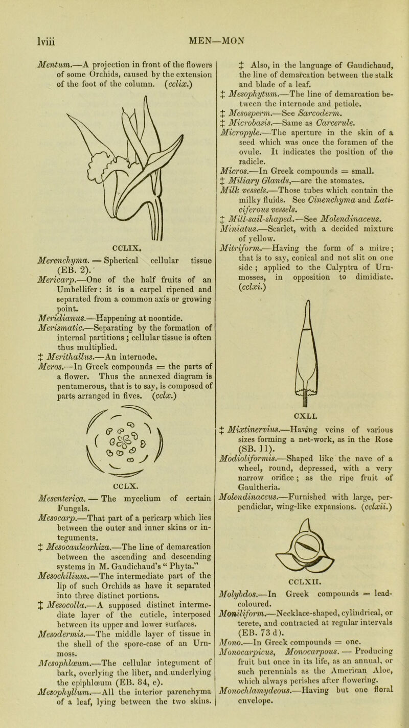 Mentum.—A projection in front of the flowers of some Orchids, caused by the extension of the foot of the column. (cclix.) Merenchyma. — Spherical cellular tissue (EB. 2). Mericarp.—One of the half fruits of an Umbellifer: it is a carpel ripened and separated from a common axis or growing point. Meridianus.—Happening at noontide. Merismatic.—Separating by the formation of internal partitions ; cellular tissue is often thus multiplied. X Menthallus.—An internode. Mercs— In Greek compounds = the parts of a flower. Thus the annexed diagram is pentamerous, that is to say, is composed of parts arranged in fives. (cclx.) Mesenterica. — The mycelium of certain Fungals. Mesocarp.—That part of a pericarp which lies between the outer and inner skins or in- teguments. X Mesocaidcorhiza.—The line of demarcation between the ascending and descending systems in M. Gaudichaud’s “ Phyta.” Mesockilium.—The intermediate part of the lip of such Orchids as have it separated into three distinct portions. £ Mesocolla.—A supposed distinct interme- diate layer of the cuticle, interposed between its upper and lower surfaces. Mesodermis.—The middle layer of tissue in the shell of the spore-case of an Urn- moss. Mcsophlceum.—The cellular integument of bark, overlying the liber, and underlying the epiphloeum (EB. 84, e). Mesophyllum.—All the interior parenchyma of a leaf, lying between the two skins. X Also, in the language of Gaudichaud, the line of demarcation between the stalk and blade of a leaf. X Mesophytum.—The line of demarcation be- tween the internode and petiole. X Mesosperm.—See Scircoderm. J Microbasis.—Same as Carcerule. Micropyle.—The aperture in the skin of a seed which was once the foramen of the ovule. It indicates the position of the radicle. Micros.—In Greek compounds = small. X Miliary Glands,—are the stomates. Milk vessels.—Those tubes which contain the milky fluids. See Cinencliyma and Lati- ciferous vessels. J Mill-sail-shaped.—See Molendinaceus. Miniatus.—Scarlet, with a decided mixture of yellow. Mitriform.—Having the form of a mitre; that is to say, conical and not slit on one side ; applied to the Calyptra of Urn- mosses, in opposition to dimidiate, (icclxi.) CXLI. X Mixtinervius.—Havung veins of various sizes forming a net-work, as in the Rose (SB. 11). Modioliformis.—Shaped like the nave of a wheel, round, depressed, with a very narrow orifice; as the ripe fruit of Gaultheria. Molendinaceus.—Furnished with large, per- pendiclar, wing-like expansions. (cclxii.) CCLXII. Molybdos.—In Greek compounds = lead- coloured. Moniliform.—Necklace-shaped, cylindrical, or terete, and contracted at regular intervals (EB. 73 d). Mono.—In Greek compounds = one. Monocarpicus, Monocarpous. — Producing fruit but once in its life, as an annual, or such perennials as the American Aloe, which always perishes after flowering. Monoclilamydeous.—Having but one floral envelope.