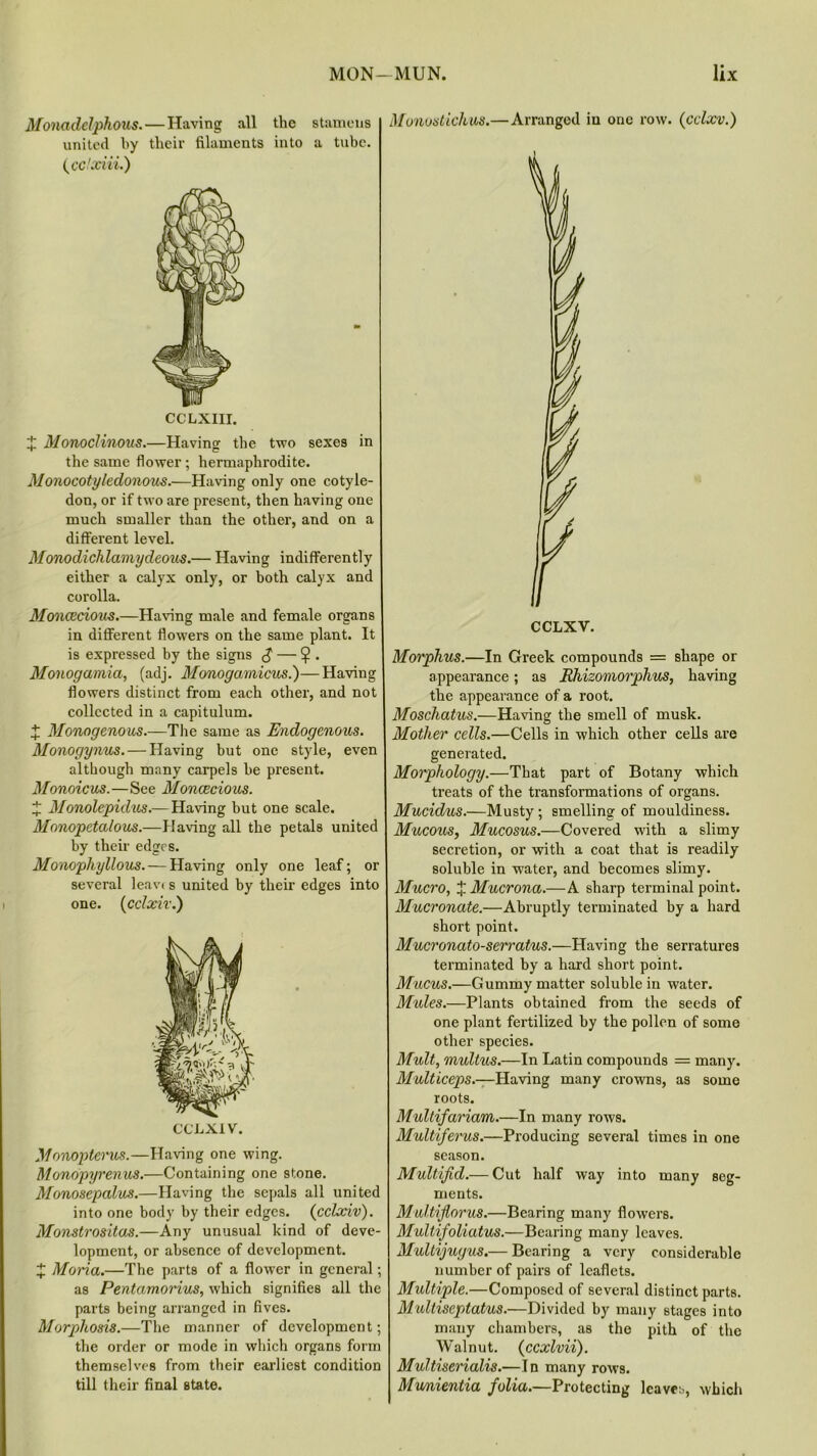 Monadclphous.— Having all the stamens united by tlieir filaments into a tube. (cdxiii.) CCLXIII. X Monoclinous.—Having the two sexes in the same flower ; hermaphrodite. Monocotyledonous.—Having only one cotyle- don, or if two are present, then having one much smaller than the other, and on a different level. Monodichlamydeous.— Having indifferently either a calyx only, or both calyx and corolla. Moncecios.—Having male and female organs in different flowers on the same plant. It is expressed by the signs $ — 9 • Monogamia, (adj. Monogamies.)—Having flowers distinct from each other, and not collected in a capitulum. X Monogenos.—The same as Endogenous. Monogynus.— Having but one style, even although many carpels he present. Monoicus.—See Monoecious. X Monolepidus.— Having but one scale. Monopetalous.—Having all the petals united by their edges. Monophyllous. — Having only one leaf; or several leavi s united by their edges into one. (cclxix.) CG'LXIV. Monopterus.—Having one wing. Monopyrenus.—Containing one stone. Monosepals.—Having the sepals all united into one body by their edges. (cclxiv). Monstrositas.—Any unusual kind of deve- lopment, or absence of development. £ Maria.—The parts of a flower in general; as Pentamorius, which signifies all the parts being arranged in fives. Morphosis.—The manner of development; the order or mode in which organs form themselves from their earliest condition till their final state. Monustichus.— Arranged iu one row. (cclxv.) CCLXV. Morphus.—In Greek compounds = shape or appearance; as Rhizomorphs, having the appearance of a root. Moschatus.—Having the smell of musk. Mother cells.—Cells in which other cells are generated. Morphology.—That part of Botany which treats of the transformations of organs. Mucidus.—Musty; smelling of mouldiness. Mucous, Mucosus.—Covered with a slimy secretion, or with a coat that is readily soluble in water, and becomes slimy. Mucro, X Mucrona.—A sharp terminal point. Mucronate.—Abruptly terminated by a hard short point. Mucronato-sert'ats.—Having the serratures terminated by a hard short point. Mucus.—Gummy matter soluble in water. Mules.—Plants obtained from the seeds of one plant fertilized by the pollen of some other species. Mult, multus.—In Latin compounds = many. Multiceps.—Having many crowns, as some roots. Multifariam.—In many rows. Multiferus.—Producing several times in one season. Multifid.— Cut half way into many seg- ments. Multiflorus.—Bearing many flowers. Multifoliatus.—Bearing many leaves. Multijugs.— Bearing a very considerable number of pairs of leaflets. Multiple.—Composed of several distinct parts. Multiseptatus.—Divided by many stages into many chambers, as the pith of the Walnut. (ccxlvii). Multiserialis.—In many rows. Munientia folia.—Protecting leaves, which
