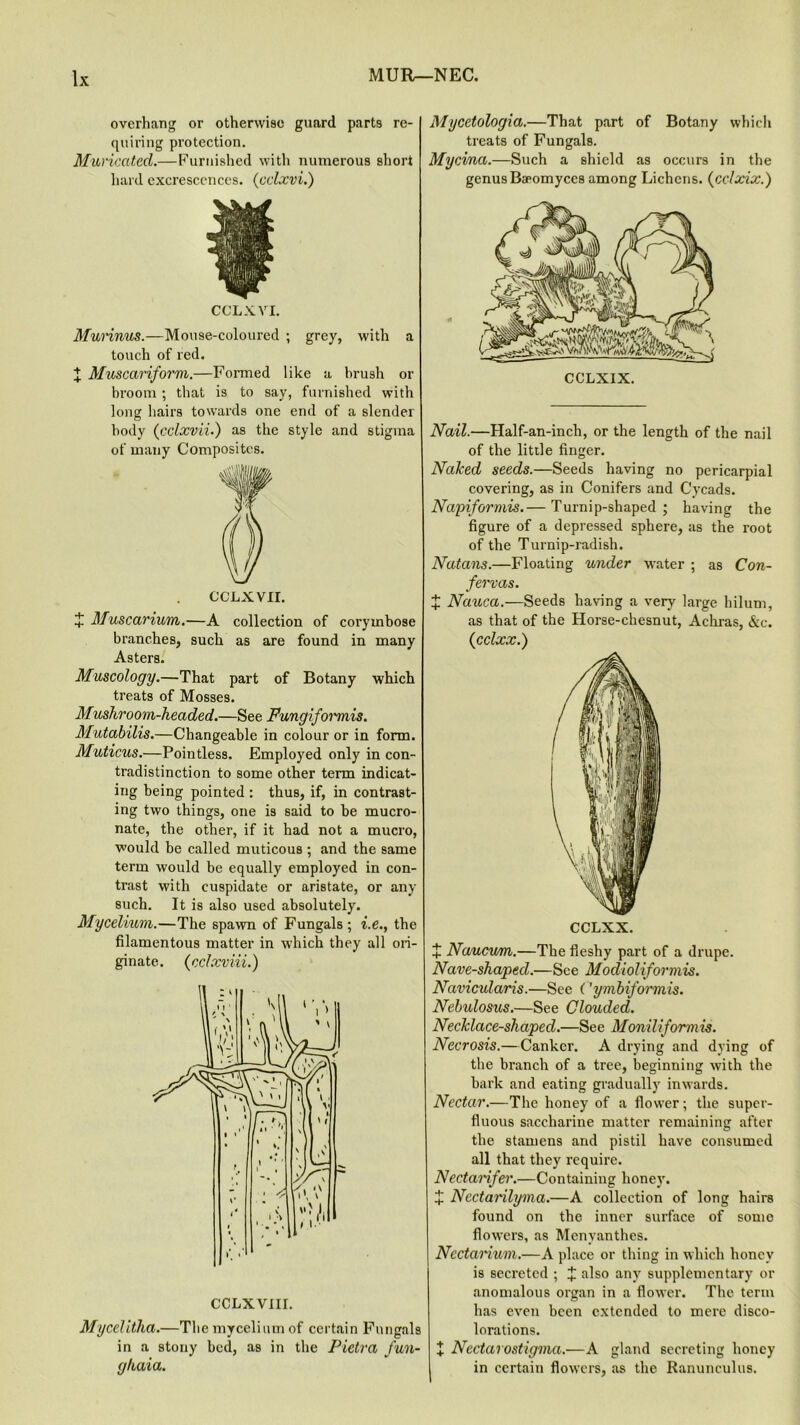 overhang or otherwise guard parts re- quiring protection. Muricated.—Furnished with numerous short hard excrescences, (cclxvi.) CCLXVI. Murinus.—Mouse-coloured ; grey, with a touch of red. X Muscariform.—Formed like a brush or broom ; that is to say, furnished with long hairs towards one end of a slender body (cclxvii.) as the style and stigma of many Composites. CCLXVII. + Muscarium.—A collection of corymbose branches, such as are found in many Asters. Muscology.—That part of Botany which treats of Mosses. Mushroom-headed.—See Fungifomnis. Mutabilis.—Changeable in colour or in form. Muticus.—Pointless. Employed only in con- tradistinction to some other term indicat- ing being pointed : thus, if, in contrast- ing two things, one is said to be mucro- nate, the other, if it had not a mucro, would be called muticous ; and the same term would be equally employed in con- trast with cuspidate or aristate, or any such. It is also used absolutely. Mycelium.—The spawn of Fungals ; i.e., the filamentous matter in which they all ori- ginate. (cclxviii.) Mycclitha.—The mycelium of certain Fungals in a stony bed, as in the Pietra fun- ghaia. Mycetologia.—That part of Botany which treats of Fungals. Mycina.—Such a shield as occurs in the genus Bapomyces among Lichens. (cclxix.) CCLXIX. Nail.—Half-an-inch, or the length of the nail of the little finger. Naked seeds.—Seeds having no pericarpial covering, as in Conifers and Cycads. Ncipiformis.— Turnip-shaped; having the figure of a depressed sphere, as the root of the Turnip-radish. Natans.—Floating under water ; as Con- fervas. J Nauca.—Seeds having a very large hilum, as that of the Horse-chesnut, Achras, &c. (cclxx.) + Naucum.—The fleshy part of a drupe. Nave-shaped.—See Modioliformis. Navicularis.—See ('ymbiformis. Nebulosus.—See Clouded. Necklace-shaped.—See Moniliformis. Necrosis.—Canker. A drying and dying of the branch of a tree, beginning with the bark and eating gradually inwards. Nectar.—The honey of a flower; the super- fluous saccharine matter remaining after the stamens and pistil have consumed all that they inquire. Nectamfer.—Containing honey. X Ncctarilyma.—A collection of long hairs found on the inner surface of some flowers, as Mcnyanthes. Nectamum.—A place or thing in which honey is secreted ; X also any supplementary or .anomalous organ in a flower. The term has even been extended to mere disco- lorations. X Nectarostigma.—A gland secreting honey in certain flowers, as the Ranunculus.
