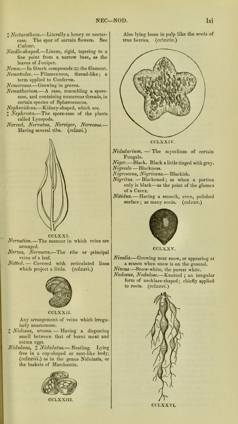 X Nectarotlicca.—Literally a honey or nectar- case. The spur of certain flowers. See Calcar. Needle-shaped.—Linear, rigid, tapering to a fine point from a narrow base, as the leaves of J nniper. Nema.—In Greek compounds rz the filament. Nematodes. — Filamentous, thread-like; a term applied to Confervae. Nemorosus.—Growing in groves. Nemathedum.—A case, resembling a spore- case, and containing numerous threads, in certain species of Spha;rococcus. Nephroideus.—Kidney-shaped, which see. ^ Nephrosta.—The spore-case of the plants called Lycopods. Nerved, Nervatus, Nerviger, Nervosus.— Having several ribs. (cclxxi.) CCLXXI. Nervation.—The manner in which veins are arranged. Nerves, Nervures.—The ribs or principal veins of a leaf. Netted. — Covered with reticulated lineB which project a little. (cclxxii.) CCLXXil. Any arrangement of veins which irregu- larly anastomose. J Nidosus, orosus. — Having a disgusting smell between that of burnt meat and rotten eggs. Nidulans, + Nidulatus.— Nestling. Lying free in a cup-shaped or nest-like body; (cclxxiii.) as in tbe genus Nidularia, or the baskets of Marchantia. Also lying loose in pulp like the seeds of true berries. (cclxxiv.) Nidulcirium. —' The mycelium of certain Fungals. Niger.—Black. Black a little tinged with grey. Nigredo —Blackness. Aigrcscens, Nigricans.—Blackish. Nigritus. — Blackened ; as when a portion only is black—as the point of the glumes of a Carex. Nitidus. — Having a smooth, even, polished surface ; as many seeds. (cclxxv.) CCLXXV. Nivalis.—Growing near snow, or appearing at a season when snow is on the ground. Niveus.—Snow-white, the purest white. Nodosus, Nodulose.—Knotted ; an irregular form of necklace-shaped; chiefly applied to roots. (cclxxvi.) CCLXXVI.