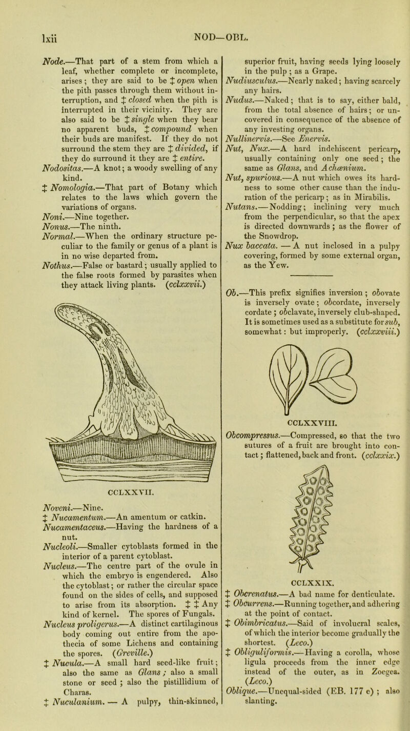 Node.—That part of a stem from which a leaf, whether complete or incomplete, arises ; they are said to be + open when the pith passes through them without in- terruption, and X closed when the pith is interrupted in their vicinity. They arc also said to be J single when they bear no apparent buds, X compound when their buds are manifest. If they do not surround the stem they are X divided, if they do surround it they are X entire. Nodositas.—A knot; a woody swelling of any kind. X Nomologia.—That part of Botany which relates to the laws which govern the variations of organs. Noni.—Nine together. Nonus.—The ninth. Normal.—When the ordinary structure pe- culiar to the family or genus of a plant is in no wise departed from. Nothus.—False or bastard; usually applied to the false roots formed by parasites when they attack living plants, (cclxxvii.) Noveni.—Nine. J Nucamentum.—An amentum or catkin. Nucamentaceus.—Having the hardness of a nut. Nucleoli.—Smaller cytoblasts formed in the interior of a parent cytoblast. Nucleus.—The centre part of the ovule in which the embryo is engendered. Also the cytoblast; or rather the circular space found on the sides of cells, and supposed to arise from its absorption. X + Any kind of kernel. The spores of Fungals. Nucleus proligerus.—A distinct cartilaginous body coming out entire from the apo- thecia of some Lichens and containing the spores. (Greville.) X Nucula.—A small hard seed-like fruit; also the same as Gians; also a small stone or seed ; also the pistillidium of Charas. X Nuculanium. — A pulpy, thin-skinned, superior fruit, having seeds lying loosely in the pulp ; as a Grape. Nudiusculus.—Nearly naked; having scarcely any hairs. Nudus.—Naked; that is to say, either bald, from the total absence of hairs; or un- covered in consequence of the absence of any investing organs. Nulli/nervis.—See Enervis. Nut, Nux.—A hard indehiscent pericarp, usually containing only one seed; the same as Gians, and Acliceniwm. Nut, spurious.—A nut which owes its hard- ness to some other cause than the indu- ration of the pericarp; as in Mirabilis. Nutans.—Nodding; inclining very much from the perpendicular, so that the apex is directed downwards ; as the flower of the Snowdrop. Nux baccata. — A nut inclosed in a pulpy covering, formed by some external organ, as the Yew. Ob.—This prefix signifies inversion ; o&ovate is inversely ovate; o&cordate, inversely cordate ; o&clavate, inversely club-shaped. It is sometimes used as a substitute for sub, somewhat: but improperly. (cclxxviii.) Obcom/pressus.—Compressed, so that the two sutures of a fruit are brought into con- tact ; flattened, back and front. (cclxxix.) CCLXXIX. I Obcrenatus.—A bad name for denticulate. X Obcurrens.—Running together, and adhering at the point of contact. X Obimbricatus.—Said of involucral scales, of which the interior become gradually the shortest. (Leco.) J Obligulifonnis.— Having a corolla, whose ligula proceeds from the inner edge instead of the outer, as in Zoegea. (Leco.) Oblique.—Unequal-sided (EB. 177 e) ; also slanting.
