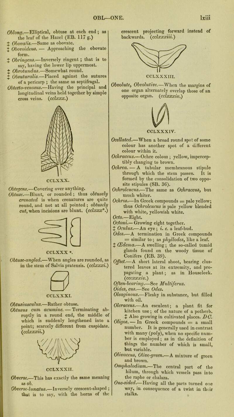 ++++ ++ ++++ Oblong.—Elliptical, obtuse at each end; as the leaf of the Hazel (EB. 117 g.) Obovalis.—Same as obovate. Obovoideus. — Approaching the obovate form. Obringens.—Inversely ringent ; that is to say, having the lower lip uppermost. Obrotundus.—Somewhat round. Obsuturalis.—Placed against the sutures of a pericarp ; the same as septifragal. Obtecto-venosus.—Having the principal and longitudinal veins held together by simple cross veins. (cclxxx.) CCLXXX. Obtegens.—Covering over anything. Obtuse.—Blunt, or rounded; thus obtusely crenated is when crenatures are quite round, and not at all pointed ; obtusely cut, when incisions are blunt. (cclxxx*.) CCLXXX *. Obtuse-angled.—When angles are rounded, as in the stem of Salvia pratensis. (cclxxxi.) CCLXXXI. Obtusiusculus.—Rather obtuse. Obtusus cum acumme. — Terminating ab- ruptly in a round end, the middle of which is suddenly lengthened into a point; scarcely different from cuspidate. (cclxxxii.) Obverse.—This has exactly the same meaning as ob. Obverse-lxmatus.—Inversely crescent-shaped ; that is to say, with the horns of the crescent projecting forward instead of backwards, (cclxxxiii.) Obvolute, Obvolutive.—When the margins of one organ alternately overlap those of an opposite organ. (cclxxxiv.) Ocellated.—When a broad round spot of some colour has another spot of a different colour within it. Ochraceus.—Ochre colour ; yellow, impercep- tibly changing to brown. Ochrea. — A tubular membranous stipule through which the stem passes. It is formed by the consolidation of two oppo- site stipules (SB. 36). Ochroleucus.—The same as Ochraceus, but much whiter. Ochros.—In Greek compounds = pale yellow, thus Ochroleucus is pale yellow blended with white, yellowish white. Octo.—Eight. Octoni.— Growing eight together. X Ocxdus.—An eye; i. e. a leaf-bud. Odes.—A termination in Greek compounds = similar to ; as phyllodes, like a leaf. J QZdema.—A swelling; the so-called tumid glands found on the woody tissue of Conifers (EB. 39). Offset.—A short lateral shoot, bearing clus- tered leaves at its extremity, and pro- pagating a plant; as in Houseleek. (cccxxxiv.) Ofterirbearing.—See Multiferus. Oides, eus.—See Odes. Oleaginous.—Fleshy in substance, but filled with oil. Oleraceus.—An esculent; a plant fit for kitchen use; of the nature of a potherb. + Also growing in cultivated places. DC. Oligos. — In Greek compounds = a small number. It is generally used in contrast with many (poly), when no specific num- ber is employed; as in the definition of things the number of which is small, but variable. Olivaceus, Olive-green.—A mixture of green and brown. Omphalodium.—The central part of the hilum, through which vessels pass into the raphe or chalaza. One-sided.—Having all the parts turned one way, in consequence of a twist in their stalks.