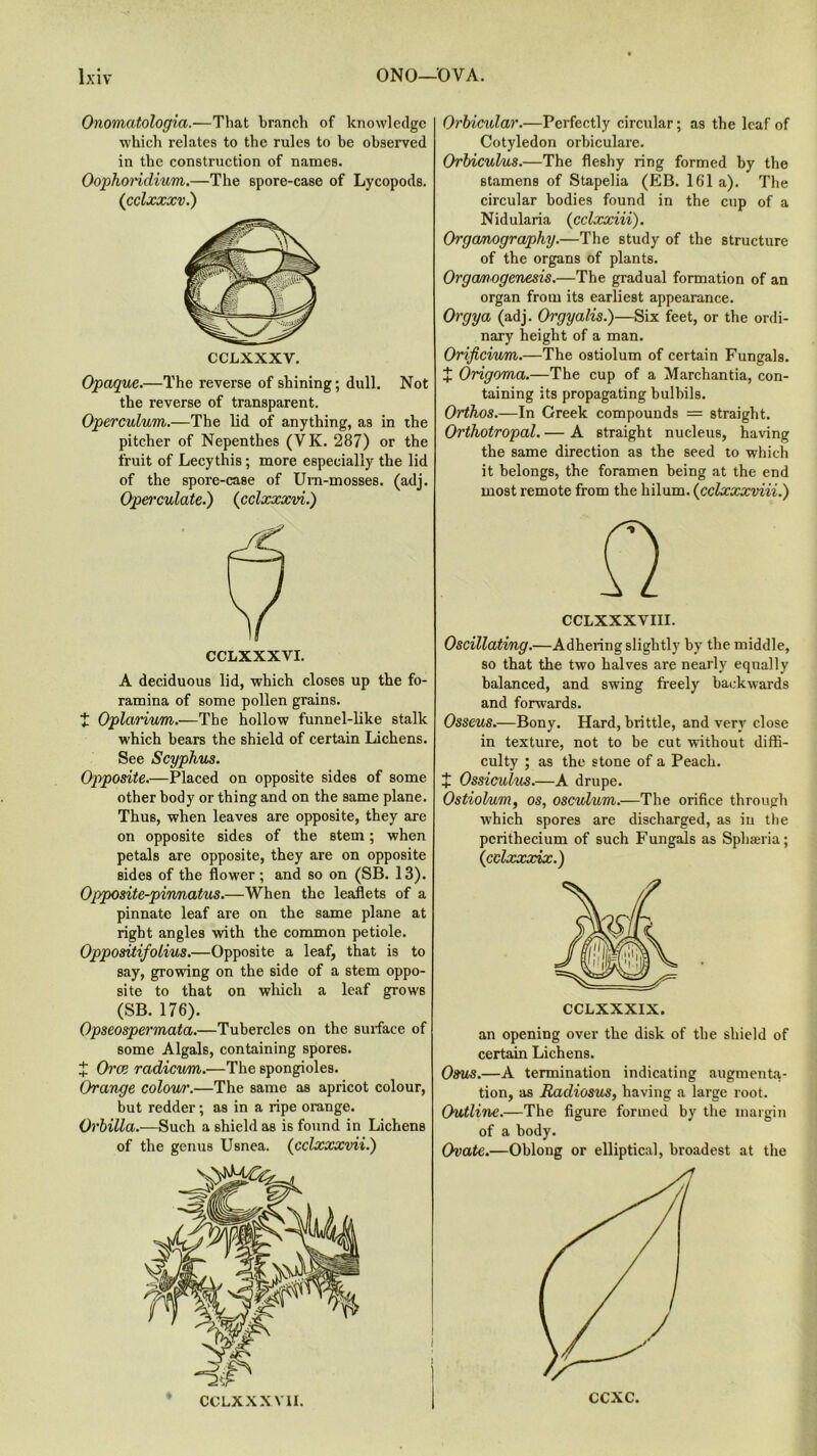 Onomatologia.—That branch of knowledge which relates to the rules to be observed in the construction of names. Oophoridium.—The spore-case of Lycopods. (cclxxxv.) CCLXXXV. Opaque.—The reverse of shining; dull. Not the reverse of transparent. Operculum.—The lid of anything, a3 in the pitcher of Nepenthes (VK. 287) or the fruit of Lecythis; more especially the lid of the spore-case of Urn-mosses, (adj. Operculate.) (cclxxxvi.) A deciduous lid, which closes up the fo- ramina of some pollen grains. t Oplarium.—The hollow funnel-like stalk which bears the shield of certain Lichens. See Scyphus. Opposite.—Placed on opposite sides of some other body or thing and on the same plane. Thus, when leaves are opposite, they are on opposite sides of the stem; when petals are opposite, they are on opposite sides of the flower; and so on (SB. 13). Opposite-pinnatus.—When the leaflets of a pinnate leaf are on the same plane at right angles with the common petiole. Oppositifolius.—Opposite a leaf, that is to say, growing on the side of a stem oppo- site to that on which a leaf grows (SB. 176). Opseospermata.—Tubercles on the surface of some Algals, containing spores. X Oral radicum.—The spongioles. Orange colov/r.—The same as apricot colour, but redder; as in a ripe orange. Orbilla.—Such a shield as is found in Lichens of the genus Usnea. (cclxxxvii.) CCLXXXVII. Orbicular.—Perfectly circular; as the leaf of Cotyledon orbiculare. Orbiculus.—The fleshy ring formed by the stamens of Stapelia (EB. 161 a). The circular bodies found in the cup of a Nidularia (cclxxiii). Orgcunography.—The study of the structure of the organs of plants. Orgamogenesis.—The gradual formation of an organ from its earliest appearance. Orgya (adj. Orgyalis.)—Six feet, or the ordi- nary height of a man. Orificiwm.—The ostiolum of certain Fungals. + Origoma.—The cup of a Marchantia, con- taining its propagating bulbils. Orthos.—In Creek compounds = straight. Orthotropal. — A straight nucleus, having the same direction as the seed to which it belongs, the foramen being at the end most remote from the hilum. (cclxxxviii.) CCLXXXVIII. Oscillating.—Adhering slightly by the middle, so that the two halves are nearly equally balanced, and swing freely backwards and forwards. Osseus.—Bony. Hard, brittle, and very close in texture, not to be cut without diffi- culty ; as the stone of a Peach. + Ossiculus.—A drupe. Ostiolum, os, oscvlum.—The orifice through which spores are discharged, as in the pcrithecium of such Fungals as Sphaeria; (cclxxxix.) CCLXXXIX. an opening over the disk of the shield of certain Lichens. Osus.—A termination indicating augmenta- tion, as Radiosus, having a large root. Outline.—The figure formed by the margin of a body. Ovate.—Oblong or elliptical, broadest at the