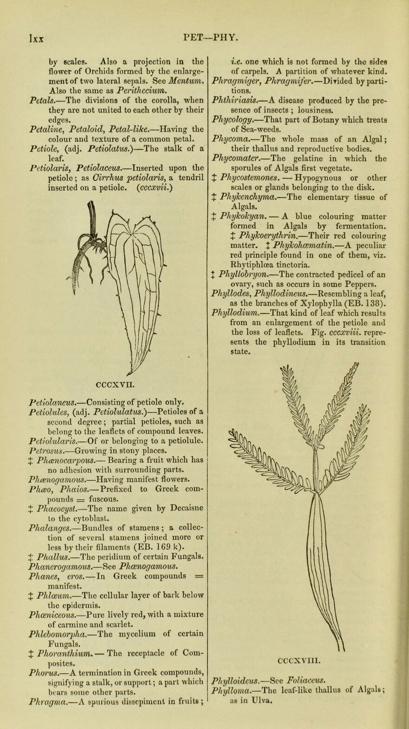 by scales. Also a projection in the flower of Orchids formed by the enlarge- ment of two lateral sepals. See Mcntum. Also the same as Perithccium. Petals.—The divisions of the corolla, when they are not united to each other by their edges. Petaline, Petaloid, Petal-like.—Having the colour and texture of a common petal. Petiole, (adj. Petiolatus.)—The stalk of a leaf. Petiolaris, Petiolaceus.—Inserted upon the petiole ; as Cirrhus petiolaris, a tendril inserted on a petiole. (cccxvii.) Petiolaneus.—Consisting of petiole only. Petiolules, (adj. Petiolulatus.)—Petioles of a second degree; partial petioles, such as belong to the leaflets of compound leaves. Petiolularis.—Of or belonging to a petiolule. Petrosus.—Growing in stony places. J Phcenocarpous.— Bearing a fruit which has no adhesion with surrounding parts. Phcenogarnous.—Having manifest flowers. Phceo, Phaios.— Prefixed to Greek com- pounds = fuscous. X Phaeocyst.—The name given by Decaisne to the cytoblast. Phalanges.—Bundles of stamens; a collec- tion of several stamens joined more or less by their filaments (EB. 169 k). ;}: Phallus.—The peridium of certain Fungals, Phanerogamous.—See Phcenogamous. Phanes, eros.—In Greek compounds — manifest. X Phlceum.—The cellular layer of bark below the epidermis. Pliceniccous.—Pure lively red, with a mixture of carmine and scarlet. Phleboviorpha.—The mycelium of certain Fungals. X Phoranthium. — The receptacle of Com- posites. Phorus.—A termination in Greek compounds, signifying a stalk, or support; a part which bears some other parts. Phragma.—A spurious dissepiment in fruits ; i.e. one which is not formed by the sides of carpels. A partition of whatever kind. Phragmiger, Phragmifer.—Divided by parti- tions. Phthiriasis.—A disease produced by the pre- sence of insects ; lousiness. Phyoology.—That part of Botany which treats of Sea-weeds. Phycoma.—The whole mass of an Algal; their thallus and reproductive bodies. Phycomatcr.—The gelatine in which the sporules of Algals first vegetate. + Phycostemones. — Hypogynous or other scales or glands belonging to the disk. + PhyJcenchyma.—The elementary tissue of Algals. + Phykolcyan. — A blue colouring matter formed in Algals by fermentation. X PhyTcoerythrin.—Their red colouring matter. + Phykohcematin.—A peculiar red principle found in one of them, viz. Rhytiphlcea tinctoria. X Phyllobryon.—The contracted pedicel of an ovary, such as occurs in some Peppers. Pliyllodes, Phyllodineus.—Resembling a leaf, as the branches of Xylophylla (EB. 138). Pliyllodium.—That kind of leaf which results from an enlargement of the petiole and the loss of leaflets. Fig. cccxviii. repre- sents the phyllodium in its transition state. Phylloideus.—See Foliaccus. Phylloma.—The leaf-like thallus of Algals; as in Ulva.