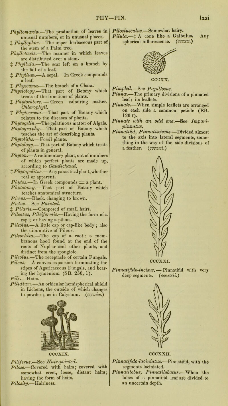 PHY—PIN. Phyllomania.—The production of leaves in unusual numbers, or in unusual places. + Phyllophor.—The upper herbaceous part of the stem of a Palm tree. Phyllotaxis.—The manner in ■which leaves are distributed over a stem. X Phyllula.—The scar left on a branch by the fall of a leaf. X Phyllum.—A sepal. In Greek compounds a leaf. X Pliyseuma.—The branch of a Chara. Physiology.—That part of Botany which treats of the functions of plants. J Phytochlore. — Green colouring matter. Chlorophyll. X Phytoerosia.—That part of Botany which relates to the diseases of plants. Phytogelin.—The gelatinous matter of Algals. Phytography.—That part of Botany which teaches the art of describing plants. Phytoliths.—Fossil plants. Phytology.—That part of Botany which treats of plants in general. Phyton.—Arudimentary plant, out of numbers of which perfect plants are made up, according to Gaudichaud. XPhytopolitus.—Any parasitical plant, whether real or apparent. Phytos.—In Greek compounds r= a plant. Phytotomy.—That part of Botany which teaches anatomical structure. Piceus.—Black, changing to brown. Pictus.—See Painted. J Pilaris.—Composed of small hairs. Pileatus, Pileiformis.—Having the form of a cap ; or having a pileus. Pileolus.—A little cap or cap-like body ; also the diminutive of Pileus. Pileorhiza.—The cap of a root: a mem- branous hood found at the end of the roots of Nuphar and other plants, and distinct from the spongiole. Pileolus.—The receptacle of certain Fungals. Pileus.—A convex expansion terminating the stipes of Agaricaceous Fungals, and bear- ing the hymenium (SB. 250, 1). Pili.—Hairs. Pilidium.—An orbicular hemispherical shield in Lichens, the outside of which changes to powder ; as in Calycium. (cccxix.) CCCXIX. Piliferus.—See Hair-pointed. Pilose.—Covered with hairs; covered with somewhat erect, loose, distant hairs; having the form of hairs. Pilosity.—Hairiness. Ixxi Pilosiuscukis.—Somewhat hairy. Pilula.—X A cone like a Galbulus. Any spherical inflorescence. (cccxx.) Pimpled.—See Papillosus. Pinnae.—The primary divisions of a pinnated leaf; its leaflets. Pinnate.—When simple leaflets are arranged on each side a common petiole (EB. 120 f). Pinnate with an odd one.—See Impari- pinnatus. Pinnatifid, Pinnatiscissus.—Divided almost to the axis into lateral segments, some- thing in the way of the side divisions of a feather, (cccxxi.) CCCXXI. Pinnatifido-incisus.— Pinnatifid with very deep segments. (cccxxii.) CCCXXII. Pinnatifido-laciniatus.—Pinnatifid, with the segments laciniated. Pinnatilohus, Pinnatilobatus.—When the lobes of a pinnatifid leaf are divided to an uncertain depth.