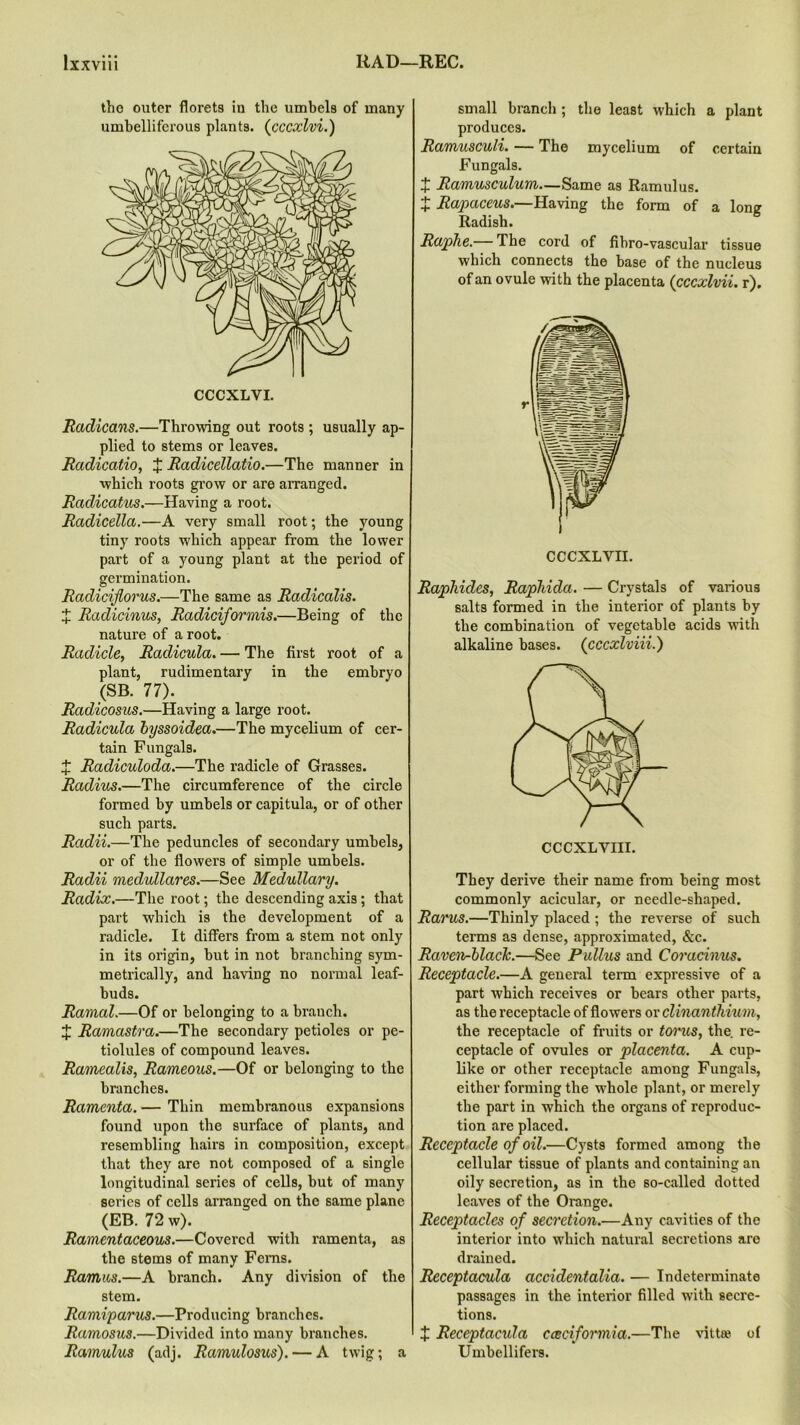 tho outer florets in the umbels of many umbelliferous plants. (cccxlvi.) CCCXLVI. Radicans.—Throwing out roots ; usually ap- plied to stems or leaves. Radicatio, X Radicellatio.—The manner in which roots grow or are arranged. Radicatus.—Having a root. Radicella.—A very small root; the young tiny roots which appear from the lower part of a young plant at the period of germination. Radiciflorus.—The same as Radicalis. X Radicinus, Radiciformis.—Being of the nature of a root. Radicle, Radicula. — The first root of a plant, rudimentary in the embryo (SB. 77). Radicosus.—Having a large root. Radicula byssoidea.—The mycelium of cer- tain Fungals. X Radiculoda.—The radicle of Grasses. Radius.—The circumference of the circle formed by umbels or capitula, or of other such parts. Radii.—The peduncles of secondary umbels, or of the flowers of simple umbels. Radii medullares.—See Medullary. Radix.—The root; the descending axis; that part which is the development of a radicle. It differs from a stem not only in its origin, but in not branching sym- metrically, and having no normal leaf- buds. Ramal.—Of or belonging to a branch. X Ramastra.—The secondary petioles or pe- tiolules of compound leaves. Ramealis, Rameous.—Of or belonging to the branches. Ramenta. — Thin membranous expansions found upon the surface of plants, and resembling hairs in composition, except that they are not composed of a single longitudinal series of cells, but of many series of cells arranged on the same plane (EB. 72 w). Ramentaceous.—Covered with ramenta, as the stems of many Fcms. Ramus.—A branch. Any division of the stem. Ramiparus.—Producing branches. Ramosus.—Divided into many branches. Ramulus (adj. Ramulosus).— A twig; a small branch ; the least which a plant produces. Ramusculi. — The mycelium of certain Fungals. x Ramusculum—Same as Ramulus. X Rapaceus.—Having the form of a long Radish. Raphe.— The cord of fibro-vascular tissue which connects the base of the nucleus of an ovule with the placenta (cccxlvii. r). Raphides, Raphida. — Crystals of various salts formed in the interior of plants by the combination of vegetable acids with alkaline bases. (cccxlviii.) They derive their name from being most commonly acicular, or needle-shaped. Rarus.—Thinly placed ; the reverse of such terms as dense, approximated, &c. Raven-black.—See Pidlus and Coracimis. Receptacle.—A general term expressive of a part which receives or bears other parts, as the receptacle of flowers or clinanthium, the receptacle of fruits or tomes, the re- ceptacle of ovules or placenta. A cup- like or other receptacle among Fungals, either forming the whole plant, or merely the part in which the organs of reproduc- tion are placed. Receptacle of oil.—Cysts formed among the cellular tissue of plants and containing an oily secretion, as in the so-called dotted leaves of the Orange. Receptacles of secretion.—Any cavities of the interior into which natural secretions are drained. Receptacula accidentalia. — Indeterminate passages in the interior filled with secre- tions. X Receptacula cceciformia.—The vittce of Umbellifers.