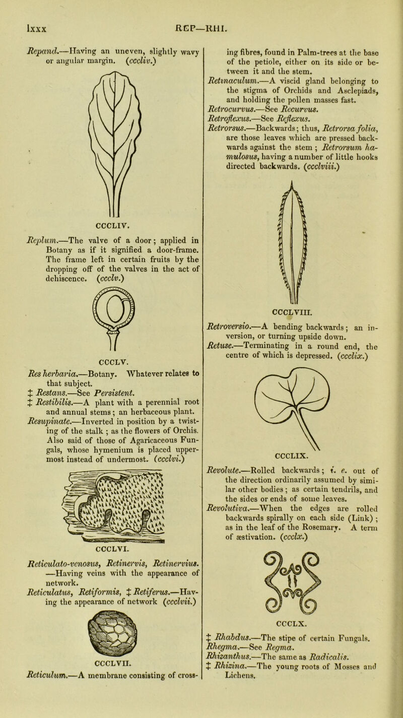 Rcpancl.—Having an uneven, slightly wavy or angular margin. ([cccliv.) Replum.—The valve of a door; applied in Botany as if it signified a door-frame. The frame left in certain fruits by the dropping off of the valves in the act of dehiscence. (ccclv.) CCCLV. Res herbaria.—Botany. Whatever relates to that subject. X Restans.—See Persistent. X Restibilis.—A plant with a perennial root and annual stems ; an herbaceous plant. Resupinate.—Inverted in position by a twist- ing of the stalk ; as the flowers of Orchis. Also said of those of Agaricaceous Fun- gals, whose hymenium is placed upper- most instead of undermost, (ccclvi.) CCCLVI. Reticulato-vcnosus, Retinervis, Retinervius. —Having veins with the appearance of network. Reticulatus, Retiformis, J Retiferus.—Hav- ing the appearance of network (ccclvii.) CCCLVII. Reticulum.—A membrane consisting of cross- ing fibres, found in Palm-trees at the base of the petiole, either on its side or be- tween it and the stem. Retinaculum.—A viscid gland belonging to the stigma of Orchids and Asclepiads, and holding the pollen masses fast. Retrocurvus.—See Recurvus. Retrofiexus.—See Reflexus. Retrorsus.—Backwards; thus, Retrorsafolia, are those leaves which are pressed back- wards against the stem ; Retrorsum ha- mulosus, having a number of little hooks directed backwards. (ccclviii.) CCCLVIII. Retroversio.—A bending backwards ; an in- version, or turning upside down. Refuse.—Terminating in a round end, the centre of which is depressed. (ccclix.) Revolute.—Rolled backwards; t. e. out of the direction ordinarily assumed by simi- lar other bodies ; as certain tendrils, and the sides or ends of some leaves. Revolutiva.—When the edges are rolled backwards spirally on each side (Link) ; as in the leaf of the Rosemary. A term of aestivation. (ccclx.) X Rhabdus.—The stipe of certain Fungals. Rhegma.—See Regma. RJiizanthus.—The same as Radicalis. + Rhizina.—The young roots of Mosses and Lichens.