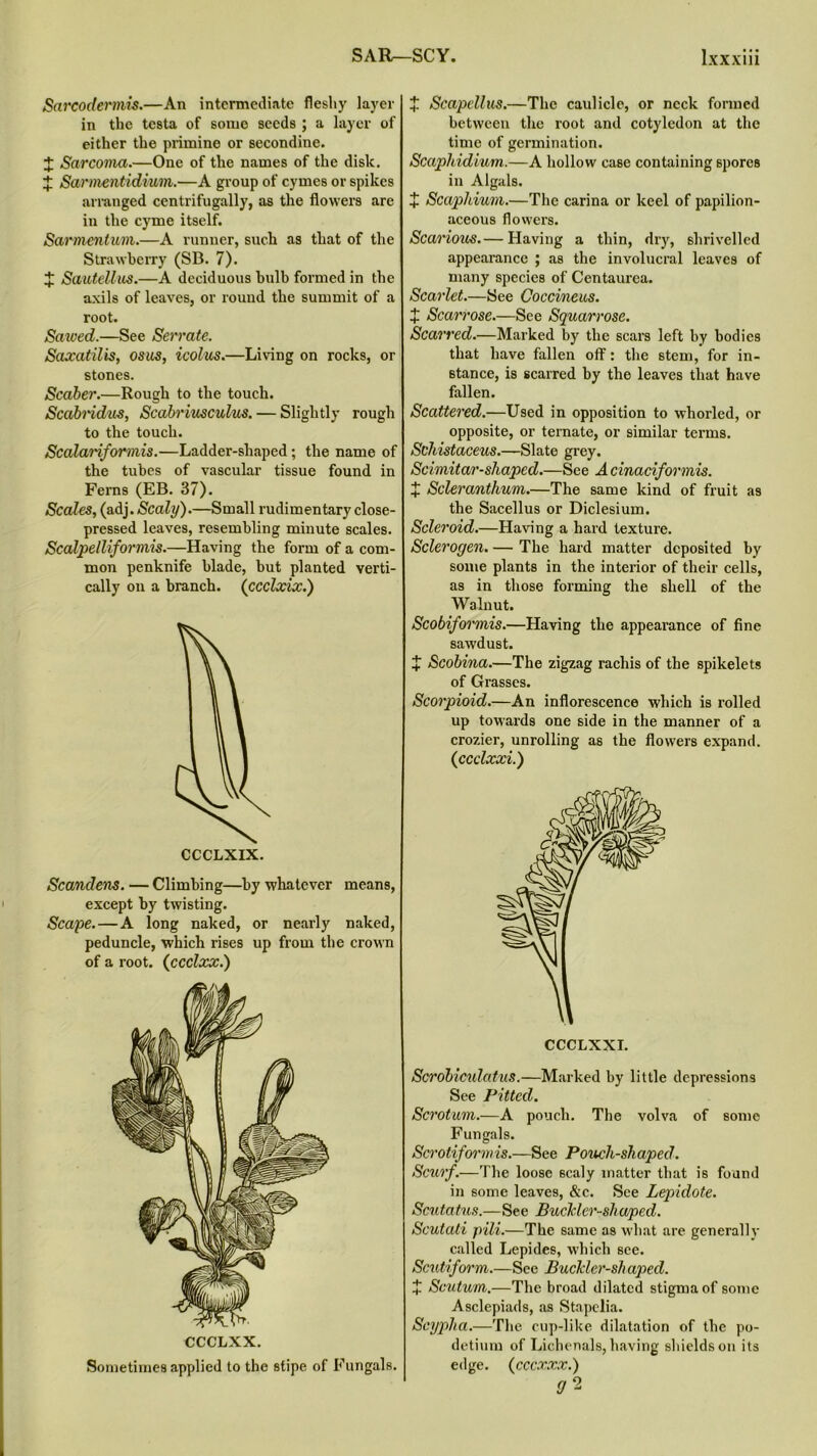 Sarcodermis.—An intermediate fleshy layer in the testa of some seeds ; a layer of either the primine or secondine. + Sarcoma.—One of the names of the disk. X Sarmentidium.—A group of cymes or spikes arranged centrifugally, as the flowers are in the cyme itself. Sarmentum.—A runner, such as that of the Strawberry (SB. 7). X Sautellus.—A deciduous bulb formed in the axils of leaves, or round the summit of a root. Saxved.—See Serrate. Saxatilis, osus, icolus.—Living on rocks, or stones. Scaber.—Rough to the touch. Scabridus, Scabriusculus. — Slightly rough to the touch. Scalariformis.—Ladder-shaped ; the name of the tubes of vascular tissue found in Ferns (EB. 37). Scales, (adj. Scaly).—Small rudimentary close- pressed leaves, resembling minute scales. Scalpelliformis.—Having the form of a com- mon penknife blade, but planted verti- cally on a branch. (ccclxix.) Scandens. — Climbing—by whatever means, except by twisting. Scape. — A long naked, or nearly naked, peduncle, which rises up from the crown of a root. (ccclxx.) CCCLXX. Sometimes applied to the stipe of Fungals. X Scapcllus.—The caulicle, or neck formed between the root and cotyledon at the time of germination. Scaphidium.—A hollow case containing spores in Algals. + Scaphium.—The carina or keel of papilion- aceous flowers. Scarious.— Having a thin, dry, shrivelled appearance ; as the involucral leaves of many species of Centaurea. Scarlet.—See Coccineus. + Scarrose.—See Squarrose. Scarred.—Marked by the scars left by bodies that have fallen off: the stem, for in- stance, is scarred by the leaves that have fallen. Scattered.—Used in opposition to whorled, or opposite, or ternate, or similar terms. Schistaceus.—Slate grey. Scimitar-shaped.—See A cinaciformis. X Scleranthum.—The same kind of fruit as the Sacellus or Diclesium. Scleroid.—Having a hard texture. Sclerogen. — The hard matter deposited by some plants in the interior of their cells, as in those forming the shell of the Walnut. Scobiformis.—Having the appearance of fine sawdust. + Scobina.—The zigzag rachis of the spikelets of Grasses. Scorpioid.—An inflorescence which is rolled up towards one side in the manner of a crozier, unrolling as the flowers expand. (ccclxxi.) Scrobiculatus.—Marked by little depressions See Pitted. Scrotum.—A pouch. The volva of some Fungals. Scrotiform is.—See Pouch-shaped. Scurf.—The loose 6caly matter that is found in some leaves, &c. See Lepidote. Scritatus.—See Buclder-shaped. Scutati pili.—The same as what are generally called Lepides, which see. Scutiform.—See Buckler-shapecl. X Scutum.—The broad dilated stigma of some Asclepiads, as Stapclia. Scypha.—The cup-like dilatation of the po- detium of Lichenals, having shields on its edge. (cccxxx.) V0-