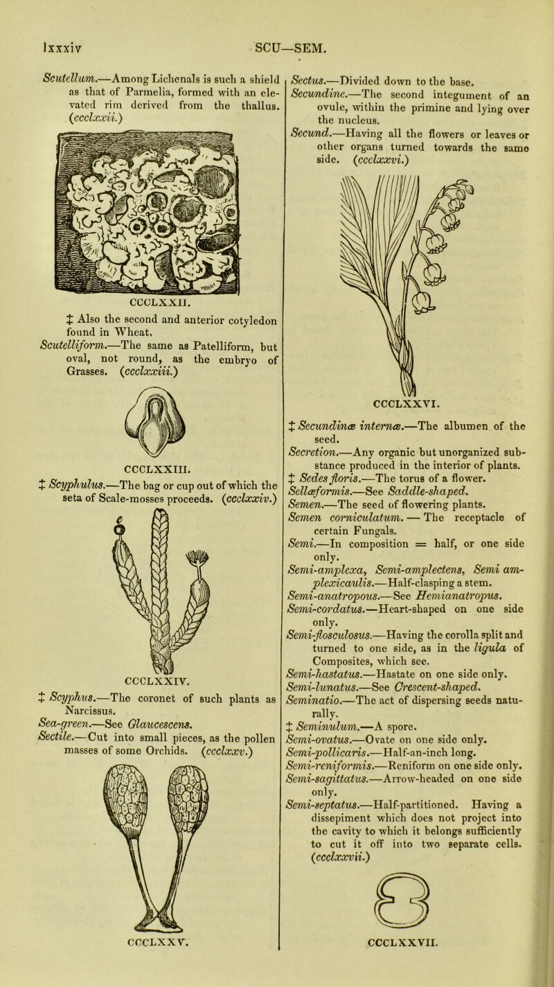 Scutellum.—Among Lichenals is such a shield as that of Parmelia, formed with an ele- vated rim derived from the thallu9. (ccclxxii.) CCCLXXII. X Also the second and anterior cotyledon found in Wheat, Scutelliform.—The same as Patelliform, but oval, not round, as the embryo of Grasses, (ccclxxiii.') CCCLXXIII. + Scyphulus.—The bag or cup out of which the seta of Scale-mosses proceeds. (ccclxxiv.) CCCLXXIV. + Scyphns.—The coronet of such plants as Narcissus. Sea-green.—See Glaucescens. Sectile.—Cut into small pieces, as the pollen masses of some Orchids, (ccclxxv.) CCCLXXV. Sectus.—Divided down to the base. Secundine.—The second integument of an ovule, within the primine and lying over the nucleus. Secund.—Having all the flowers or leaves or other organs turned towards the same side. (ccclxxvi.) CCCLXXYI. X Secundinee internee.—The albumen of the seed. Secretion.—Any organic but unorganized sub- stance produced in the interior of plants. £ Sedesjtoris.—The torus of a flower. Sellceformis.—See Saddle-shaped. Semen.—The seed of flowering plants. Semen corniculatum. — The receptacle of certain Fungals. Semi.—In composition = half, or one side only. Semi-amplexa, Semi-amplectens, Semi am- plexicaulis.—Half-clasping a stem. Semi-anatropous.—See Hemianatropus. Semi-cordatus.—Heart-shaped on one side only. Semi-Jlosculosus.—Having the corolla split and turned to one side, as in the ligula of Composites, which see. Semi-hastaHos.—Hastate on one 6ide only. Semi-lunatus.—See Crescent-shaped. Seminatio.—The act of dispersing seeds natu- rally. X Semimdum.—A spore. Semi-ovatus.—Ovate on one side only. Semi-pollicaris.—Half-an-inch long. Semi-reniformis.—Reniform on one side only. Semi-sagittatus.—Arrow-headed on one side only. Semi-septatus.—Half-partitioned. Having a dissepiment which does not project into the cavity to which it belongs sufficiently to cut it off into two separate cells. (ccclxxvii.) CCCLXXVII.