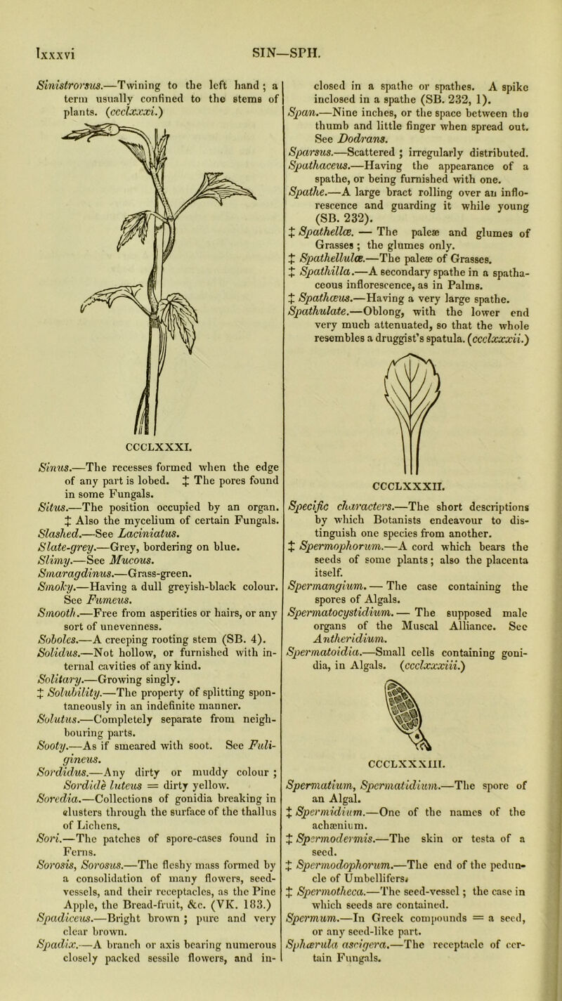 Sinistrorsus.—Twining to tlie left hand ; a term usually confined to the stems of plants. (ccclxxxi.) Sinus.—The recesses formed when the edge of any part is lobed. X The pores found in some Fungals. Situs.—The position occupied by an organ. X Also the mycelium of certain Fungals. Slashed.—See Laciniatus. Slate-grey.—Grey, bordering on blue. Slimy.—See Mucous. Smaragdinus.—Grass-green. Smoky.—Having a dull greyish-black colour. See Fumeus. Smooth.—Free from asperities or hairs, or any sort of unevenness. Soholes.—A creeping rooting stem (SB. 4). Solidus.—Not hollow, or furnished with in- ternal cavities of any kind. Solitary.—Growing singly. X Solubility.—The property of splitting spon- taneously in an indefinite manner. Solutus.—Completely separate from neigh- bouring parts. Sooty.—As if smeared with soot. See Fuli- gineus. Sordidus.—Any dirty or muddy colour ; Sordide luteus = dirty yellow. Soredia.—Collections of gonidia breaking in alusters through the surface of the thallus of Lichens. Sori.—The patches of spore-cases found in Ferns. Sorosis, Sorosus.—The fleshy mass formed by a consolidation of many flowers, seed- vessels, and their receptacles, as the Pine Apple, the Bread-fruit, &c. (VK. 183.) Spadiceus.—Bright brown ; pure and very clear brown. Spadix.—A branch or axis hearing numerous closely packed sessile flowers, and in- closed in a spathe or spathes. A spike inclosed in a spathe (SB. 232, 1). Span.—Nine inches, or the space between tho thumb and little finger when spread out. See Dodrans. Sparsus.—Scattered ; irregularly distributed. Spathaceus.—Having the appearance of a spathe, or being furnished with one. Spathe.—A large bract rolling over an inflo- rescence and guarding it while young (SB. 232). + Spathellce. — The pale® and glumes of Grasses ; the glumes only. X Spathelluloe.—The pale® of Grasses. X Spathilla.—A secondary spathe in a spatha- ceous inflorescence, as in Palms. + Spathceus.—Having a very large spathe. Spathulate.—Oblong, with the lower end very much attenuated, so that the whole resembles a druggist’s spatula. (ccclxxxii.) Specific characters.—The short descriptions by which Botanists endeavour to dis- tinguish one species from another. X Spermophorum.—A cord which bears the seeds of some plants; also the placenta itself. Spermangiitm. — The case containing the spores of Algals. Spermatocystidium.— The supposed male organs of the Muscal Alliance. See Anther idium. Spermatoidia.—Small cells containing goni- dia, in Algals. (ccclxxxiii.) cccLxxxm. Spemiatium, Spermatidimn.—The spore of an Algal. X Spermidium.—One of the names of the achaenium. X Spcrmoclermis.—The skin or testa of a seed. X Spermoclophorum.—The end of the pedun- cle of Umbellifers* X Spermotheca.—The seed-vessel; the case in which seeds are contained. Spermum.—In Greek compounds = a seed, or any seed-like part. Sphcerula ascigera.—The receptaele of cer- tain Fungals.