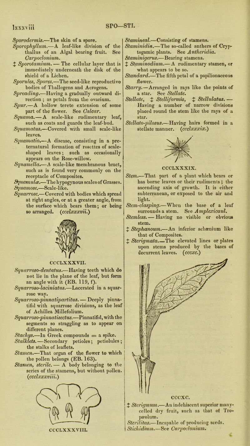 SPO—STI. Sporodermis.—The skin of a spore. Sporophyllum.—A leaf-like division of the thallus of an Algal bearing fruit. See Carpoclonium. J Sporotamium. — The cellular layer that is immediately underneath the disk of the shield of a Lichen. Sporules, Spores.—The seed-like reproductive bodies of Thallogens and Acrogens. Spreading.—Having a gradually outward di- rection ; as petals from the ovarium. Spur.—A hollow terete extension of some part of the flower. See Calcar. Squama. — A scale-like rudimentary leaf, such as coats and guards the leaf-bud. Squamatus.—Covered with small scale-like leaves. Squamatio.—A disease, consisting in a pre- ternatural formation of rosettes of scale- shaped leaves; such as occasionally appears on the Rose-willow. Squamella.—A scale-like membranous bract, such as is found very commonly on the receptacle of Composites. Squamulce.—The hypogynous scales of Grasses. Squamose.—Scale-like. Squam'ose.—Covered with bodies which spread at right angles, or at a greater angle, from the surface which bears them; or being so arranged, (ccclxxxvii.) CCCLXXXVII. Squarroso-dentatus.—Having teeth which do not lie in the plane of the leaf, but form an angle with it (EB. 119, f). Squarroso-laciniatus.—Lacerated in a squar- rose way. Squarroso-pinnatipartitus. — Deeply pinna- tifid with squarrose divisions, as the leaf of Achillea Millefolium. Squarroso-pinnatisectus.—Pinnatifid, with the segments so straggling as to appear on different planes. Stacliys.—In Greek compounds = a spike. Stalklets.—Secondary petioles; petiolules ; the stalks of leaflets. Stamen.—That organ of the flower to which the pollen belongs (EB. 163). Stamen, sterile. — A body belonging to the scries of the stamens, but without pollen. (ccclxxxviii.) Stammeal.—Consisting of stamens. Staminidia.—The so-called anthers of Cryp- togamic plants. See Antheridia. Staminigerus.—Bearing stamens. X Staminodium.— A rudimentary stamen, or what appears to be so. Standard.—The fifth petal of a papilionaceous flower. Starry.—Arranged in rays like the points of a star. See Stellate. Stellate, J Stelliformis, X Stellulatus. — Having a number of narrow divisions placed round the stem like the rays of a star. Stellato-pilosus.—Having hairs formed in a stellate manner. (ccclxxxix.) CCCLXXXIX. Stem.—That part of a plant which bears or has borne leaves or their rudiments; the ascending axis of growth. It is either subterranean, or exposed to the air and light. Stem-clasping.—When the base of a leaf surrounds a stem. See Amplexicaid. Stemless. — Having no visible or obvious stem. X Stephanoum.—An inferior acha?nium like that of Composites. X Sterigmata The elevated lines or plates upon stems produced by the bases of decurrent leaves. (cccxc.) X Sterigmurn.—An indehiscent superior many- cellcd dry fruit, such as that of Tro- pseolum. Sterilitas.—Incapable of producing seeds. Stichidium.—See Carpoclonium.