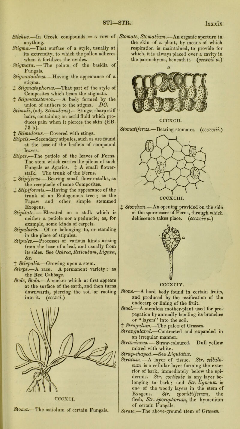 Stichus.—In Greek compounds = a row of anything. Stigma.—That surface of a style, usually at its extremity, to which the pollen adheres when it fertilizes the ovules. Stigmata. — The points of the basidia of Fungals. Stigmatoideus.—Having the appearance of a stigma. X Stigmatophorus.—That part of the style of Composites which bears the stigmata. X Stigmatostemon.— A body formed by the union of anthers to the stigma. DC. Stimuli, (adj. Stimulans).—Stings; sharp stiff hairs, containing an acrid fluid which pro- duces pain when it pierces the skin (EB. 73 b). X Stimulosus.—Covered with stings. Stipels.—Secondary stipules, such as are found at tire base of the leaflets of compound leaves. Stipes.—The petiole of the leaves of Ferns. The stem which carries the pileus of such Fungals as Agarics. + A small flower- stalk. The trunk of the Ferns. X Stipiferus.—Bearing small flower-stalks, as the receptacle of some Composites. X Stipiformis.—Having the appearance of the trunk of an Endogenous tree ; as the Papaw and other simple stemmed Exogens. Stipitate. — Elevated on a stalk which is neither a petiole nor a peduncle; as, for example, some kinds of carpels. Stipulams.—Of or belonging to, or standing in the place of stipules. Stipules.—Processes of various kinds ai’ising from the base of a leaf, and usually from its sides. See Oclirea, Reticulum,Lignea, &c. X Stirpalis.—Growing upon a stem. Stirps.—A race. A permanent variety : as the Red Cabbage. Stole, Stolo.—A sucker which at first appears at the surface of the earth, and then turns downwards, piercing the soil or rooting into it. (cccxci.) Stoma.—The ostiolum of certain Fungals. Stomate, Stomatium.—An organic aperture in the skin of a plant, by means of which respiration is maintained, to provide for which, it is .always placed over a cavity in the parenchyma, beneath it. ([cccxcii a.) a CCCXCII. Stomatiferus.—Bearing stomates. (cccxciii.') £ Stomium.—An opening provided on the side of the spore-cases of Ferns, through which dehiscence takes place. (cccxciv a.) CCCXCIY. Stone.—A hard body found in certain fruits, and produced by the ossification of the endocarp or lining of the fruit. Stool.—A stcmles8 mother-plant used for pro- pagation by annually bending its branches or “ layers” into the soil. X Stragulum.—The paleae of Grasses. Strangulated.—Contracted and expanded in an irregular manner. Stramincus.— Straw-coloured. Dull yellow mixed with white. Strap-shaped.—See Ligulatus. Stratum.—A layer of tissue. Str. cellulo- sum is a cellular layer forming the exte- rior of bark, immediately below the epi- dermis. Str. corticate is any layer be- longing to bark; and Str. ligneum is one of the woody layers in the stem of Exogens. Sti\ sporidiiferwn, the flesh, Sir. sporophorum, the hymenium of certain Fungals. Straw.—The above-ground stem of Grasses.