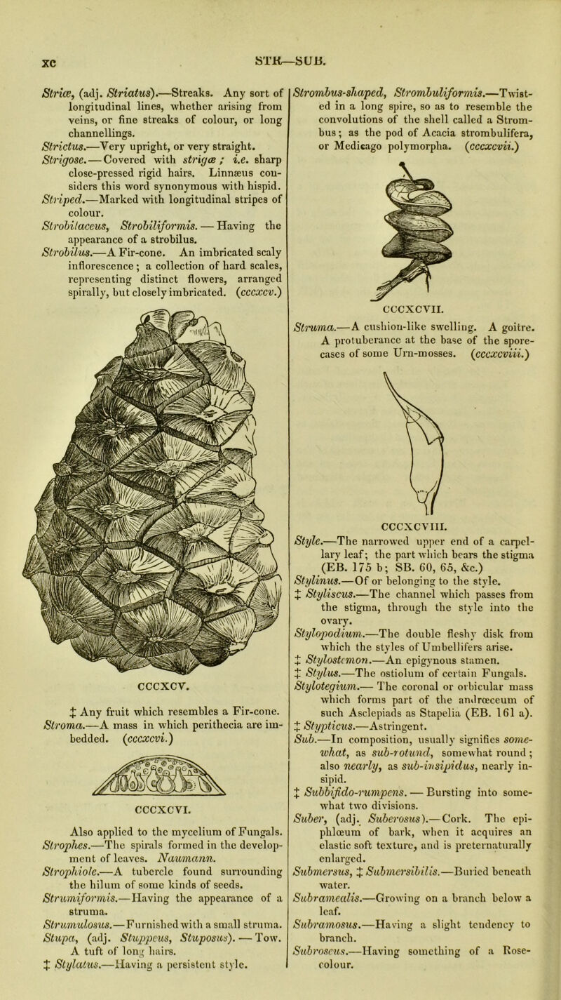 STK—S U B. Strice, (adj. Striatus).—Streaks. Any sort of longitudinal lines, whether arising from veins, or fine streaks of colour, or loug channellings. Strictus.—Very upright, or very straight. Strigose.— Covered with strigae ; i.e. sharp close-pressed rigid hairs. Linnaeus con- siders this word synonymous with hispid. Striped.—Marked with longitudinal stripes of colour. Strobilaceus, Strobiliformis. — Having the appearance of a strobilus. Strobilus.—A Fir-cone. An imbricated scaly inflorescence ; a collection of hard scales, representing distinct flowers, arranged spirally, but closely imbricated. (cccxcv.) cccxcv. J Any fruit which resembles a Fir-cone. Stroma.—A mass in which perithecia are im- bedded. (cccxcvi.) Also applied to the mycelium ofFungals. Strophes.—The spirals formed in the develop- ment of leaves. Naumann. Strophiole.—A tubercle found surrounding the hilum of some kinds of seeds. Strumiformis.—Having the appearance of a struma. Strumulosus.—Furnished with a small struma. Stupa, (adj. Stuppeus, Stuposus).— Tow. A tuft of long haire. X Stylatus.—Having a persistent style. Strombus-shapcd, Strombuliformis.—Twist- ed in a long spire, so as to resemble the convolutions of the shell called a Strom- bus; as the pod of Acacia strombulifera, or Mcdicago polymorpha. (cccxcvii.) CCCXCVII. Stiuma.—A cushion-like swelling. A goitre. A protuberance at the base of the spore- cases of some Urn-mosses. (cccxcviii.) CCCXCVIII. Style.—The narrowed upper end of a carpel - lary leaf; the part which bears the stigma (EB. 175 b; SB. CO, 65, &c.) Stylinus.—Of or belonging to the style. X Styliscus.—The channel which passes from the stigma, through the style into the ovary. Stylopodium.—The double fleshy disk from which the styles of Umbellifers arise. X Stylostcmon.—An epigynous stamen. J Stylus.—The ostiolum of certain Fungals. Stylotegium.— The coronal or orbicular mass which forms part of the androeceum of such Asclepiads as Stapelia (EB. 161 a). X Stypticus.—Astringent. Sub.—In composition, usually signifies some- what, as sub-rotund, somewhat round ; also nearly, as sub-insipid us, nearly in- sipid. X Subbifido-rumpens. — Bursting into some- what two divisions. Suber, (adj. Suberosus).— Cork. The epi- phlceum of bark, when it acquires an elastic soft texture, and is preternatural!/ enlarged. Submersus, X Submcrsibilis.—Buried beneath water. Subramealis.—Growing on a branch below a leaf. Subramosus.—Having a slight tendency to branch. Subroscus.—Having something of a Rose- colour.
