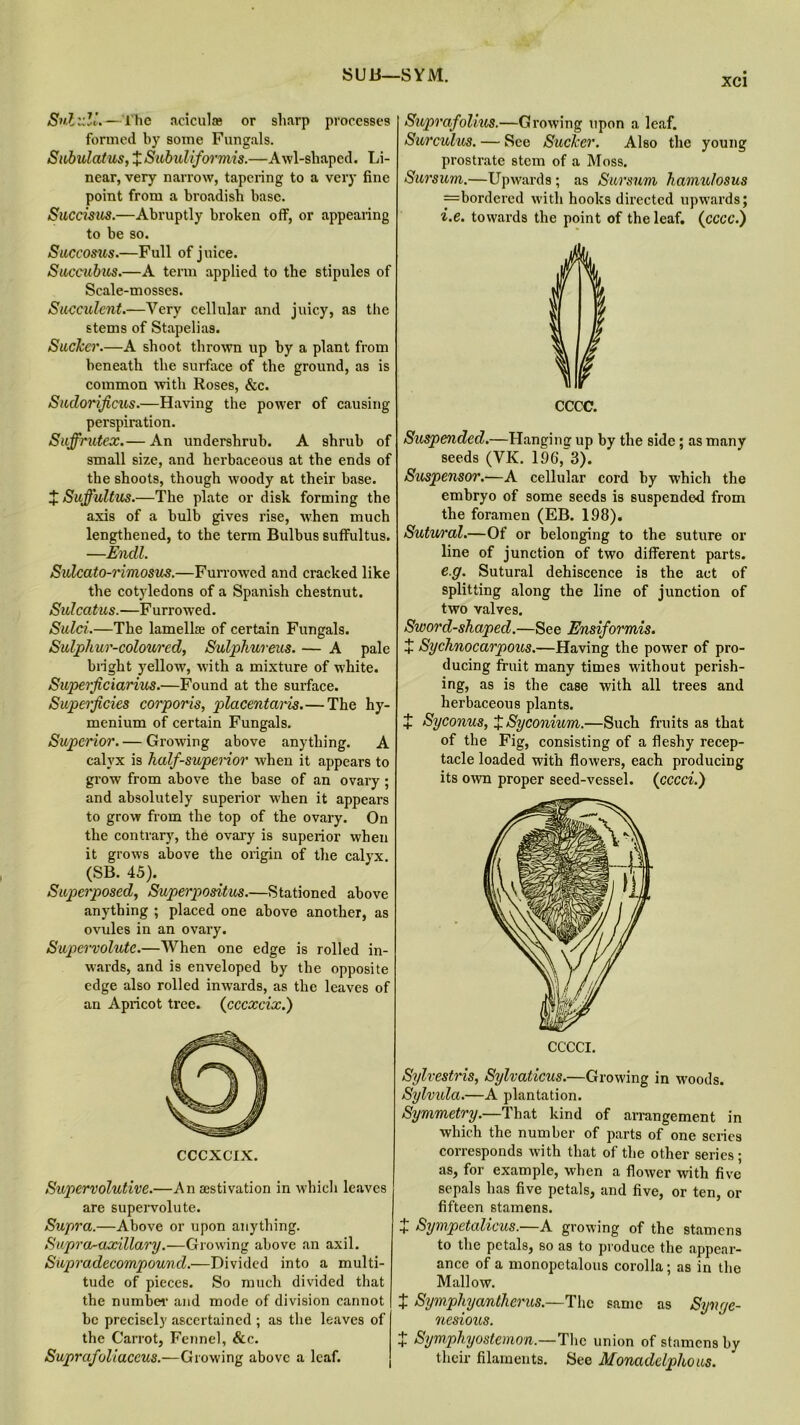 SUB—SYM. XCl Snluli. — l'he aeiculae or sharp processes formed by some Fungals. Snbulatus, + Subuliformis.—Awl-shaped. Li- near, very narrow, tapering to a very fine point from a broadish base. Succisus.—Abruptly broken off, or appealing to be so. Succosus.—Full of juice. Succubus.—A term applied to the stipules of Scale-mosses. Succulent.—Very cellular and juicy, as the stems of Stapelias. Sucker.—A shoot thrown up by a plant from beneath the surface of the ground, as is common with Roses, &c. Sudorificus.—Having the power of causing perspiration. Suffrutex.— An undershrub. A shrub of small size, and herbaceous at the ends of the shoots, though w’oody at their base. J Suffultus.—The plate or disk forming the axis of a bulb gives rise, when much lengthened, to the term Bulbus suffultus. —Endl. Sulcato-rimosus.—Furrowed and cracked like the cotyledons of a Spanish chestnut. Sulcatus.—Furrowed. Sulci.—The lamelke of certain Fungals. Sulphur-coloured, Sulphurous. — A pale blight yellow, with a mixture of white. Superficiarius.—Found at the surface. Superficies corporis, placentaris.—The hy- menium of certain Fungals. Superior. — Growing above anything. A calyx is half-supenor when it appears to grow from above the base of an ovary; and absolutely superior when it appears to grow from the top of the ovary. On the contrary, the ovary is superior when it grows above the origin of the calyx. (SB. 45). Superposed, Superpositus.—Stationed above anything ; placed one above another, as ovules in an ovary. Supervolute.—When one edge is rolled in- wards, and is enveloped by the opposite edge also rolled inwards, as the leaves of an Apricot tree, (cccxcix.) CCCXCIX. Supervolutive.—An aestivation in which leaves are supervolute. Supra.—Above or upon anything. Supra-axillary.—Growing above an axil. Supradecompound.—Divided into a multi- tude of pieces. So much divided that the number and mode of division cannot be precisely ascertained ; as the leaves of the Carrot, Fennel, &c. Suprafoliaccus.—Growing above a leaf. Suprafolius.—Growing upon a leaf. Surcuhis. — See Sucker. Also the young prostrate stem of a Moss. Sursum.—Upwards ; as Sursum hamufosus =bordered with hooks directed upwards; i.e. towards the point of the leaf. (cccc.) CCCC. Suspended.—Hanging up by the side; as many seeds (VK. 196, 3). Suspensor.—A cellular cord by which the embryo of some seeds is suspended from the foramen (EB. 198). Sutural.—Of or belonging to the suture or line of junction of two different parts. e.g. Sutural dehiscence is the act of splitting along the line of junction of two valves. Sword-shaped.—See Ensiformis. £ Sychnocarpous.—Having the power of pro- ducing fruit many times without perish- ing, as is the case with all trees and herbaceous plants. £ Syconus, % Syconium.—Such fruits as that of the Fig, consisting of a fleshy recep- tacle loaded with flowers, each producing its own proper seed-vessel, (cccci.) CCCCI. Sylrestris, Sylvaticus.—Growing in woods. Sylvida.—A plantation. Symmetry.—That kind of arrangement in which the number of parts of one scries corresponds with that of the other series; as, for example, when a flower with five sepals has five petals, and five, or ten, or fifteen stamens. £ Sympetalicus.—A growing of the stamens to the petals, so as to produce the appear- ance of a monopctalous corolla; as in the Mallow. £ Symphyantherus.—The same as Synge- nesious. £ Symphyostemon.—The union of stamens by their filaments. See Monadclphous.