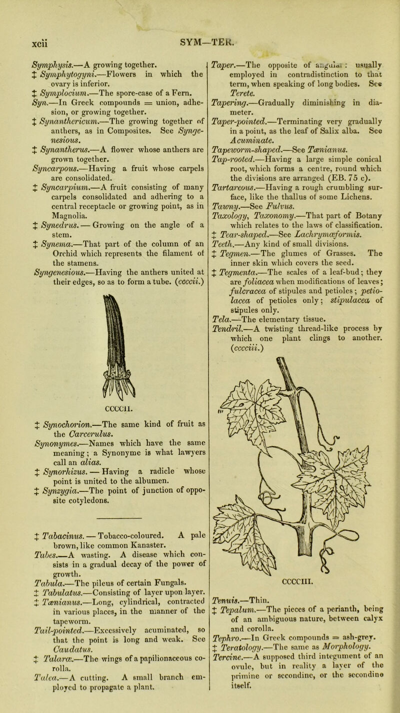 Symphysis.—A growing together. £ Symphytogyni.—Flowers in which the ovary is inferior. X Symplocium.—The spore-case of a Fern. Syn.—In Greek compounds = union, adhe- sion, or growing together. J Synanthcricum.—The growing together of anthers, as in Composites. See Synge- nesious. X Synantherus.—A flower whose anthers are grown together. Syncaipous.—Having a fruit whose carpels are consolidated. J Syncarpium.—A fruit consisting of many carpels consolidated and adhering to a central receptacle or growing point, as in Magnolia. X Synedrus. — Growing on the angle of a stem. X Synema.—That part of the column of an Orchid which represents the filament of the stamens. Syngenesious.—Having the anthers united at their edges, so as to form a tube. ([ccccii.) CCCC1I. X Synochorion.—The same kind of fruit as the Carcerulus. Synonymes.—Names which have the same meaning; a Synonyme is what lawyers call an alias. J Synorliizus. — Having a radicle whose point is united to the albumen. X Synzygia.—The point of junction of oppo- site cotyledons. X Tabati/nus. — Tobacco-coloured. A pale brown, like common Kanaster. Tabes.—A wasting. A disease which con- sists in a gradual decay of the power of growth. Tabula.—The pileus of certain Fungals. X Tabulatus.—Consisting of layer upon layer. X Tcenianus.—Long, cylindrical, contracted in various places, in the manner of the tapeworm. Tail-pointed.—Excessively acuminated, so that the point is long and weak. See Caudatus. J Talarai.—The wings of a papilionaceous co- rolla. Talca.—A cutting. A 6inall branch em- ployed to propagate a plant. Taper.—The opposite of angola, : usually employed in contradistinction to that term, when speaking of long bodies. See Terete. Tapering.—Gradually diminishing in dia- meter. Taper-pointed.—Terminating very gradually in a point, as the leaf of Salix alba. See Acuminate. Tapewoi'm-shaped.—See Tcenianus. Tap-rooted.—Having a large simple conical root, which forms a centre, round which the divisions are arranged (EB. 75 c). Tartareous.—Having a rough crumbling sur- face, like the thallus of some Lichens. Tawny.—See Fulvus. Taxology, Taxonomy.—That part of Botany which relates to the laws of classification. X Tear-sliaped.—See Lachrymceformis. Teeth.—Any kind of small divisions. X Tegmen.—The glumes of Grasses. The inner skin which covers the seed. £ Tegmenta.—The scales of a leaf-bud; they are foliacea when modifications of leaves; fulcracea of stipules and petioles; petio- lacea of petioles only: stipulacea of stipules only. Tela.—The elementary tissue. Tend/iil.—A twisting thread-like process by which one plant clings to another. (cccciii.) Tenuis.—Thin. x Tepalum.—The pieces of a perianth, being of an ambiguous nature, between calyx and corolla. Tephro.—In Greek compounds = ash-grey. + Teratology.—The same as Morphology. Tercinc.—A supposed third integument of an ovule, but in reality a layer of the primine or sccondinc, or the secondino itself.