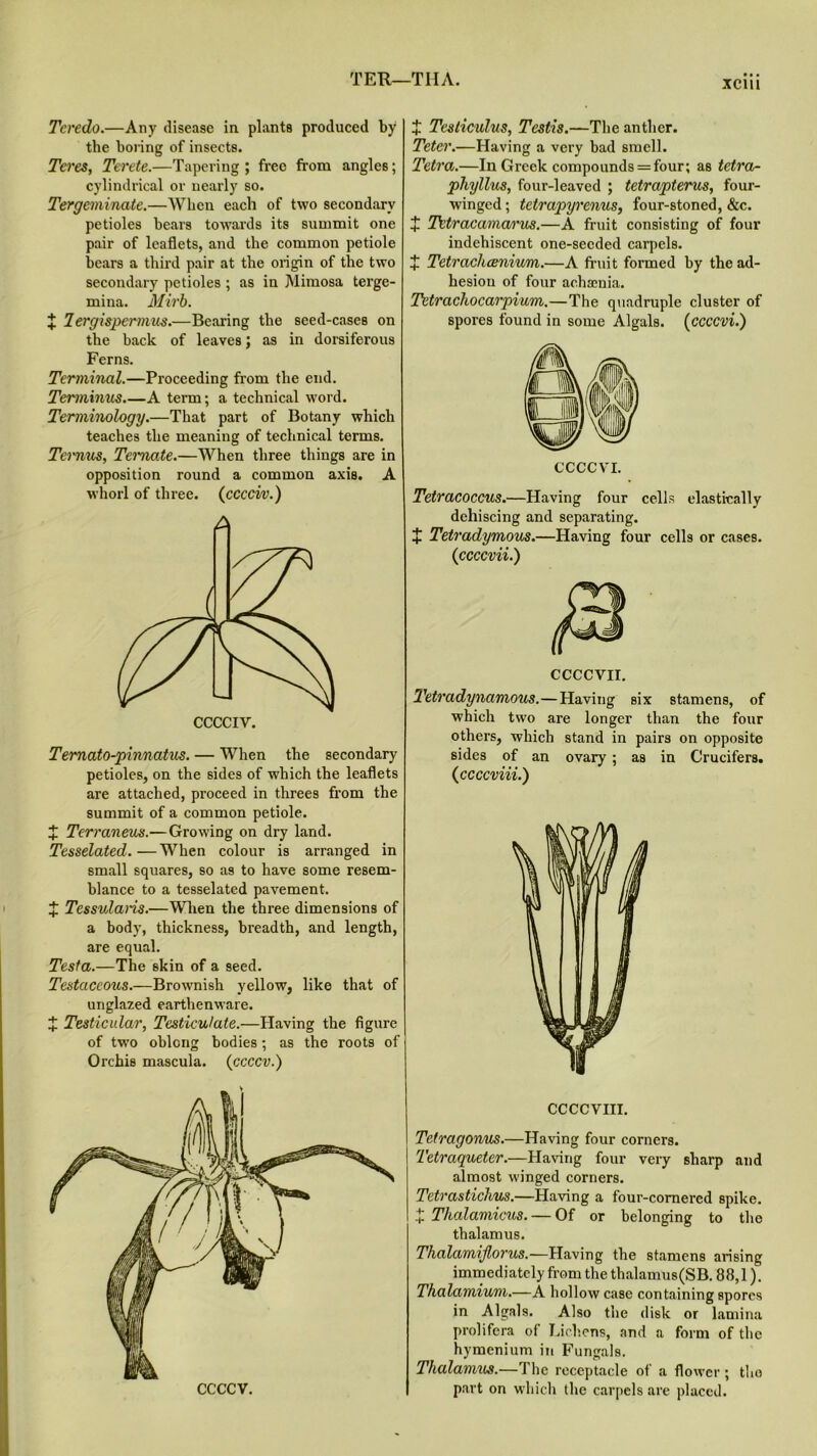 TER- Tcredo.—Any disease in plants produced by the boring of insects. Teres, Terete.—Tapering ; free from angles; cylindrical or nearly so. Tergcminate.—When each of two secondary petioles bears towards its summit one pair of leaflets, and the common petiole bears a third pair at the origin of the two secondary petioles ; as in Mimosa terge- mina. Mirb. X lergispermus.—Bearing the seed-cases on the back of leaves; as in dorsiferous Ferns. Terminal.—Proceeding from the end. Terininus A term; a technical word. Terminology.—That part of Botany which teaches the meaning of technical terms. Teimus, Ternate.—When three things are in opposition round a common axis. A whorl of three. (cccci/v.) Temato-pinnatus. — When the secondary petioles, on the sides of which the leaflets are attached, proceed in threes from the summit of a common petiole. X Terraneus.—Growing on dry land. Tesselated.—When colour is arranged in small squares, so as to have some resem- blance to a tesselated pavement. J Tessulans.—When the three dimensions of a body, thickness, breadth, and length, are equal. Testa.—The skin of a seed. Testaceous.—Brownish yellow, like that of unglazed earthenware. X Testicular, Tcsticulate.—Having the figure of two oblong bodies; as the roots of Orchis mascula. (ccccv.) -THA. xciii X Testiculus, Testis.—The anther. Tetcr.—Having a very bad smell. Tetra.—In Greek compounds = four; as tetra- phyllus, four-leaved ; tetrapterus, four- winged ; tetrapyrenus, four-stoned, &c. + Tctracamarus.—A fruit consisting of four indehiscent one-seeded carpels. + Tetrachcenium.—A fruit formed by the ad- hesion of four achaenia. Tetrachocarpium.—The quadruple cluster of spores found in some Algals. (ccccvi.) Tetracoccus.—Having four cells elastically dehiscing and separating. X Tetradymous.—Having four cells or cases. {ccccvii.) CCCCVII. Tetradynamous.—Having six stamens, of which two are longer than the four others, which stand in pairs on opposite sides of an ovary; as in Crucifers. {ccccviii.) CCCCVIII. Tetragorms.—Having four corners. Tetraqueter.—Having four very sharp and almost winged corners. Tetrastichus.—Having a four-cornered spike. x Thalamicus. — Of or belonging to the thalamus. Thalamijlorus.—Having the stamens arising immediately from the thalamus(SB. 88,1). Thalamium.—A hollow case containing spores in Algals. Also the disk or lamina prolifera of Lichens, and a form of the hymenium in Fungals. Thalamus.—The receptacle of a flower; the part on which the carpels are placed.