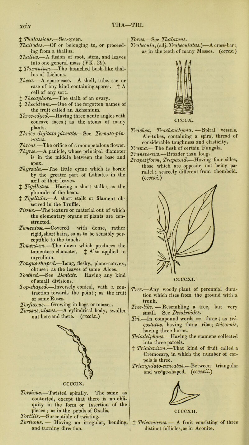 THA—TRI. X Thalassicus.—Sea-green. Tkallodes.—Of or belonging to, or proceed- ing from a thallus. Thallus.—A fusion of root, stem, and leaves into one general mass (VK. 29). X Thamnium.—Tho branched bush-like thal- lus of Lichens. Theca.—A spore-case. A shell, tube, sac or case of any kind containing spores. X A cell of any sort. X T/iccaphore.—The stalk of an ovary. X Thecidium.—One of the forgotten names of the fruit called an Achaenium. Three-edged.—Having three acute angles with concave faces; as the stems of many plants. Thrice digitato-pinnate.—See Ternato-pin- natus. Throat.—The orifice of a monopetalous flower. Thyrse.—A panicle, whose principal diameter is in the middle between the base and apex. Thyrsula.—The little cyme which is borne by the greater part of Labiates in the axil of their leaves. X Tigellatus.—Having a short stalk; as the plumule of the bean. J Tigellula.—A short stalk or filament ob- served in the Truffle. Tissue.—The texture or material out of which the elementary organs of plants are con- structed. Tomentose.—Covered with dense, rather rigid, short hairs, so as to be sensibly per- ceptible to the touch. Tomentum.—The down which produces the tomentose character. X Also applied to mycelium. Tongue-shaped.—Long, fleshy, plano-convex, obtuse ; as tbe leaves of some Aloes. Toothed.—See Dentate. Having any kind of small divisions. lop-shaped.—Inversely conical, with a con- traction towards the point; as the fruit of some Roses. Torfaceus.—Growing in bogs or mosses. Torosus, ulosus.—A cylindrical body, swollen out here and there, (ccccix.) Torsivus.—Twisted spirally. The same as contorted, except that there is no obli- quity in the form or insertion of the pieces ; as in the petals of OxaliB. Tortilis.—Susceptible of twisting. Tortuous. — Having an irregular, bending, and turning direction. Torus.—See Thalamus. Trabecula, (adj .Trabeculatus.)—A cross-bar; as in the teeth of many Mosses. (ccccx.) ccccx. Trachea, Trachenchyma. — Spiral vessels. Air-tubes, containing a spiral thread of considerable toughness and elasticity. Trama.—The flesh of certain Fungals. Transversus.—Broader than long. Trapeziform, Trapezoid.—Having four sides, those which are opposite not being pa- rallel ; scarcely different from rhomboid. {ccccxi.) CCCCXI. Tree.—Any woody plant of perennial dura- tion which rises from the ground with a trunk. Tree-like. — Resembling a tree, but very small. Sec Dendroides. Tri.—In compound words = three; as tri- costatus, having three ribs; tricornis, having three horns. Triadelphous.—Having the stamens collected into three parcels. X Triakenium.—That kind of fruit called a Cremocarp, in which the number of car- pels is three. Triangulato-cuneatus.—Between triangular and wedge-shaped, (ccccxii.) X Tricamarus.— A fruit consisting of three distinct follicles, as in Aconite.