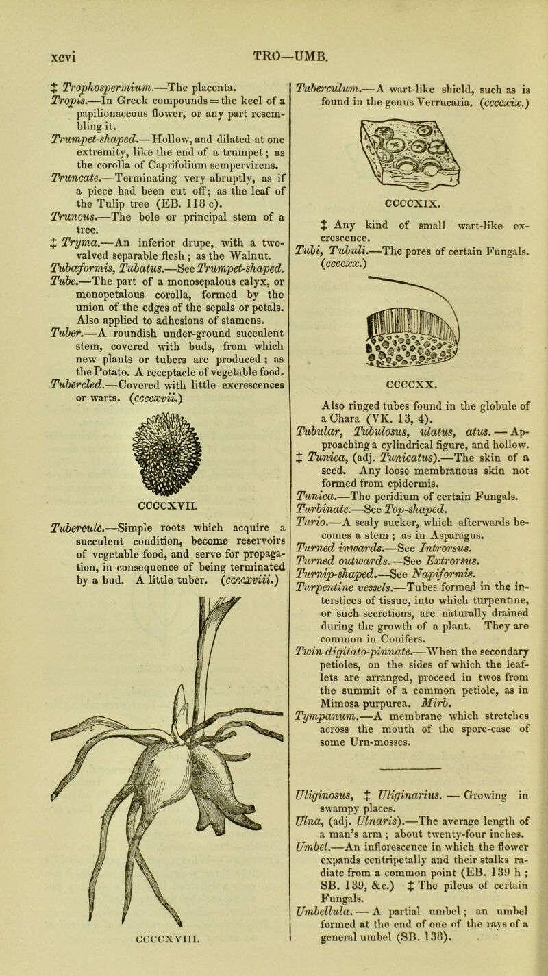 TRO—UMB. X Trophospermium.—The placenta. Tropis.—In Greek compounds = the keel of a papilionaceous flower, or any part resem- bling it. Trumpet-shaped.—Hollow, and dilated at one extremity, like the end of a trumpet; as the corolla of Caprifolium sempervirens. Truncate.—Terminating very abruptly, as if a piece had been cut off; as the leaf of the Tulip tree (EB. 118 c). Trv/ncus.—The bole or principal stem of a tree. X Tryma.—An inferior drupe, with a two- valved separable flesh ; as the Walnut. Tubceformis, Tubatus.—See Trumpet-shaped. Tube.—The part of a monosepalous calyx, or monopetalous corolla, formed by the union of the edges of the sepals or petals. Also applied to adhesions of stamens. Tuber.—A roundish under-ground succulent stem, covered with buds, from which new plants or tubers are produced ; as the Potato. A receptacle of vegetable food. Tubercled.—Covered with little excrescences or warts. (ccccxvii.) ccccxvn. Tubercuie.—Simple roots which acquire a succulent condition, become reservoirs of vegetable food, and serve for propaga- tion, in consequence of being terminated by a bud. A little tuber, (ccccxviii.) Tuberculum.—A wart-like shield, such as is found in the genus Verrucaria. (ccccxix.) CCCCXIX. J Any kind of small wart-like ex- crescence. Tubi, Tubuli.—The pores of certain Fungals. (ccccxx.) ccccxx. Also ringed tubes found in the globule of aChara (VK. 13, 4). Tubular, Tubulosus, ulatus, atus. — Ap- proaching a cylindrical figure, and hollow. X Tu/nica, (adj. Twnicatus).—The skin of a seed. Any loose membranous skin not formed from epidermis. Tunica.—The peridium of certain Fungals. Turbinate.—See Top-shaped. Turio.—A scaly sucker, which afterwards be- comes a stem ; as in Asparagus. Turned inwards.—See Introrsus. Turned outwards.—See Extrorsus. Turnip-shaped.—See Napiformis. Turpentine vessels.—Tubes formed in the in- terstices of tissue, into which turpentine, or such secretions, are naturally drained during the growth of a plant. They are common in Conifers. Twin digitato-pinnate.—When the secondary petioles, on the sides of which the leaf- lets are arranged, proceed in twos from the summit of a common petiole, as in Mimosa purpurea. Mirb. Tympanum.—A membrane which stretches across the mouth of the spore-case of some Urn-mosses. Uliginosus, J Uliginarius. — Growing in swampy places. Ulna, (adj. Ulnaris).—The average length of a man’s arm ; about twenty-four inches. Umbel.—An inflorescence in which the flower expands centripetally and their stalks ra- diate from a common point (EB. 139 h ; SB. 139, &c.) J The pileus of certain Fungals. Umbellula. — A partial umbel; an umbel formed at the end of one of the rays of a general umbel (SB. 138).