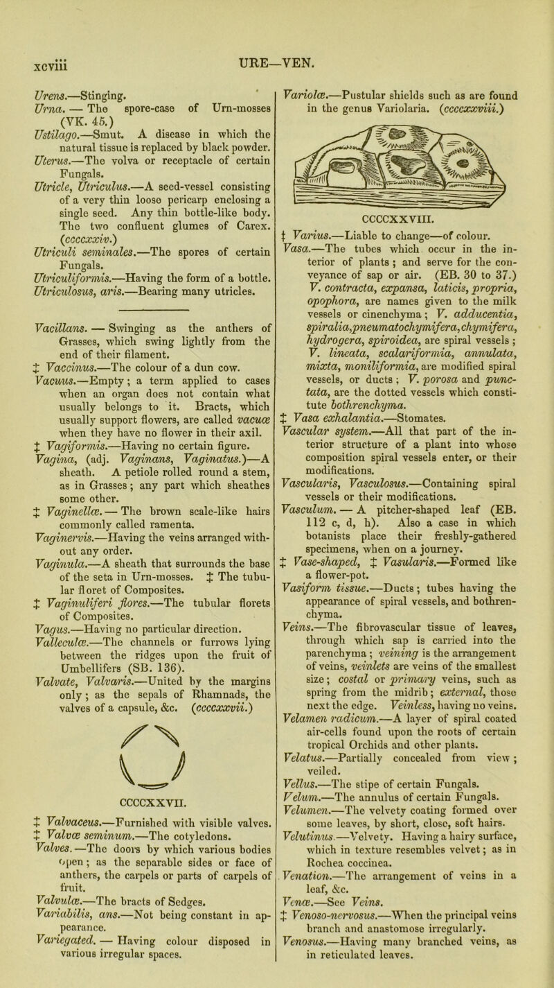 Urens.—Stinging. Urna. — The spore-case of Urn-mosses (VK. 45.) Ustilago.—Smut. A disease in which the natural tissue is replaced by black powder. Uterus.—The volva or receptacle of certain Fungals. Utricle, Utriculus.—A seed-vessel consisting of a very thin loose pericarp enclosing a single seed. Any thin bottle-lilce body. The two confluent glumes of Carex. (ccccxxiv.) Utriculi seminales.—The spores of certain Fungals. Utriculiforrms.—Having the form of a bottle. Utriculosus, aris.—Bearing many utricles. Vacillans. — Swinging as the anthers of Grasses, which swing lightly from the end of their filament. X Vaccinus.—The colour of a dun cow. Vacuus.—Empty; a term applied to cases when an organ does not contain what usually belongs to it. Bracts, which usually support flowers, are called vacuce when they have no flower in their axil. J Vagiformis.—Having no certain figure. Vagina, (adj. Vaginans, Vaginatus.)—A sheath. A petiole rolled round a stem, as in Grasses; any part which sheathes some other. X Vaginellce. — The brown scale-like hairs commonly called ramenta. Vaginervis.—Having the veins arranged with- out any order. Vaginula.—A sheath that surrounds the base of the seta in Urn-mosses. J The tubu- lar floret of Composites. X Vaginnlijeri flores.—The tubular florets of Composites. Vagus.—Having no particular direction. Vallcculce.—The channels or furrows lying between the ridges upon the fruit of Umbellifers (SB. 136). Valvate, Valvaris.—United by the margins only ; as the sepals of Rhamnads, the valves of a capsule, &c. (ccccxxvii.) XX CCCCXXVII. X Valvaceus.—Furnished with visible valves. X Valvce seminum.—The cotyledons. Valves. —The doors by which various bodies open ; as the separable sides or face of anthers, the carpels or parts of carpels of fruit. Valvulce.—The bracts of Sedges. Variabilis, ans.—Not being constant in ap- pearance. Variegated. — Having colour disposed in various irregular spaces. Variolce.—Pustular shields such as are found in the genus Variolaria. (ccccxxviii.) f Varius.—Liable to change—of colour. Vasa.—The tubes which occur in the in- terior of plants ; and serve for the con- veyance of sap or air. (EB. 30 to 37.) V. contracta, expansa, laticis, propria, opophora, are names given to the milk vessels or cinenchyma ; F. adducentia, spiralia,pneumatochymifera,cfiymifera, hydrogera, spiroidea, are spiral vessels ; V. lineata, scalariformia, annulata, mixta, moniliformia, are modified spiral vessels, or ducts ; V. porosa and pu/nc- tata, are the dotted vessels which consti- tute bothrenchyma. X Vasa exhalantia.—Stomates. Vascular system.—All that part of the in- terior structure of a plant into whose composition spiral vessels enter, or their modifications. Vascularis, Vasculosus.—Containing spiral vessels or their modifications. Vasculum. — A pitcher-shaped leaf (EB. 112 c, d, h). Also a case in which botanists place their freshly-gathered specimens, when on a journey. X Vase-shaped, J Vasularis.—Formed like a flower-pot. Vasiform tissue.—Ducts; tubes having the appearance of spiral vessels, and bothren- chyma. Veins.—The fibrovascular tissue of leaves, through which sap is carried into the parenchyma ; reining is the arrangement of veins, veinlets are veins of the smallest size; costal or prima/ry veins, such as spring from the midrib; external, those next the edge. Veinless, having no veins. Velamen radicum.—A layer of spiral coated air-cells found upon the roots of certain tropical Orchids and other plants. Velatus.—Partially concealed from view ; veiled. Vtllus.—The stipe of certain Fungals. Velum.—The annulus of certain Fungals. Velumcn.—The velvety coating formed over 6ome leaves, by short, close, soft hairs. Velutinus.—Velvety. Having a hairy surface, which in texture resembles velvet; as in Rochea coccinea. Venation.—The arrangement of veins in a leaf, &c. Vcnce.—See Veins. X Venoso-ncrvosus.—When the principal veins branch and anastomose irregularly. Venosus.—Having many branched veins, as in reticulated leaves.