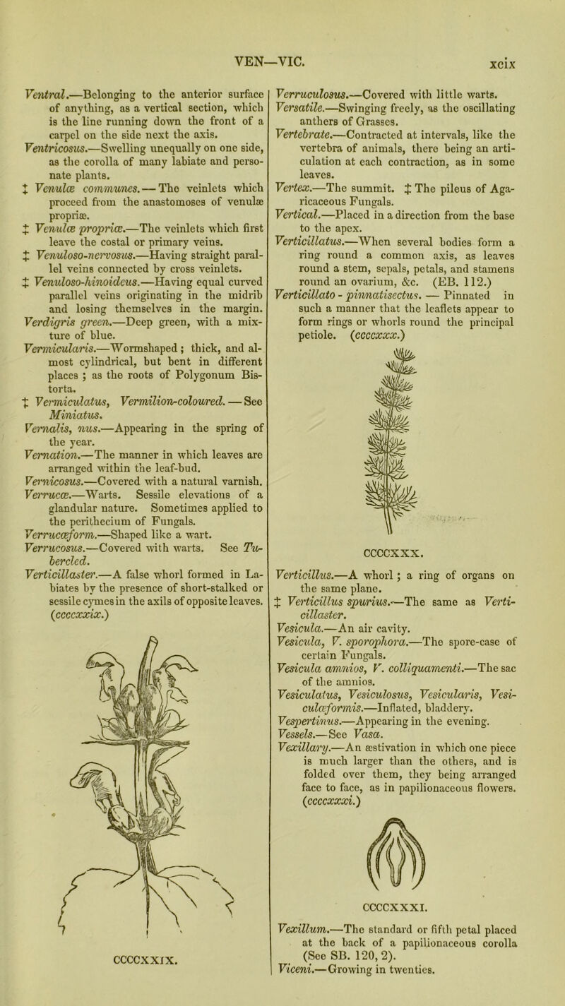 ♦ 4 VEN—VIC. Ventral.—Belonging to the anterior surface of anything, as a vertical section, -which is the line running down the front of a Ventricosus.—Swelling unequally on one side, as the corolla of many labiate and perso- nate plant 8. Venulce communes. — Tho veinlets which proceed from the anastomoses of venulse propriae. X Venulce proprice.—The veinlets which first leave the costal or primary veins. X Venuloso-nervosus.—Having straight paral- lel veins connected by cross veinlets. X Venuloso-hinoideus.—Having equal curved parallel veins originating in the midrib and losing themselves in the margin. Verdigris green.—Deep green, with a mix- ture of blue. Vermiculans.—Wormshaped ; thick, and al- most cylindrical, but bent in different places ; as the roots of Polygonum Bis- torta. ■£ Vermiculatus, Vermilion-coloured. — See Miniatus. Veimalis, nus.—Appearing in the spring of the year. Vernation.—The manner in which leaves are arranged within the leaf-bud. Vernicosus.—Covered with a natural varnish. Verrucas.—Warts. Sessile elevations of a glandular nature. Sometimes applied to the perithecium of Fungals. Verrucceform.—Shaped like a wart. Verrucosus.—Covered with warts. See Tic- herded. Verticillaster.—A false whorl formed in La- biates by the presence of short-stalked or sessile cymes in the axils of opposite leaves. (ccccxxix.) CCCCXXJX. Verruculosus.—Covered with little warts. Versatile.—Swinging freely, as tho oscillating anthers of Grasses. vertebra of animals, there being an arti- culation at each contraction, as in some leaves. Vertex.—The summit. X The pileus of Aga- ricaceous Fungals. Vertical.—Placed in a direction from the base to the apex. Verticillatus.—When several bodies form a ring round a common axis, as leaves round a stem, sepals, petals, and stamens round an ovarium, &c. (EB. 112.) Verticillato - pinncctisectus. — Pinnated in such a manner that the leaflets appear to form rings or whorls round the principal petiole. (ccccxxx.) CCCCXXX. Verticillus.—A whorl; a ring of organs on the same plane. X Verticillus spurius.~— The same as Verti- cillaster. Vesicula.—An air cavity. Vesicula, V. sporophora.—The spore-case of certain Fungals. Vesicula amnios, V. colliquamenti.—The sac of the amnios. Vesiculcitus, Vesiculosus, Vesicularis, Vcsi- culaformis.—Inflated, bladdery. Vespertinus.—Appearing in the evening. Vessels.—See Vasa. Vexillary.—An aestivation in which one piece is much larger than the others, and is folded over them, they being arranged face to face, as in papilionaceous flowers. (ccccxxxi.) CCCCXXX I. Vexillum.—The standard or fifth petal placed at the back of a papilionaceous corolla (See SB. 120,2). Viceni.—Growing in twenties.