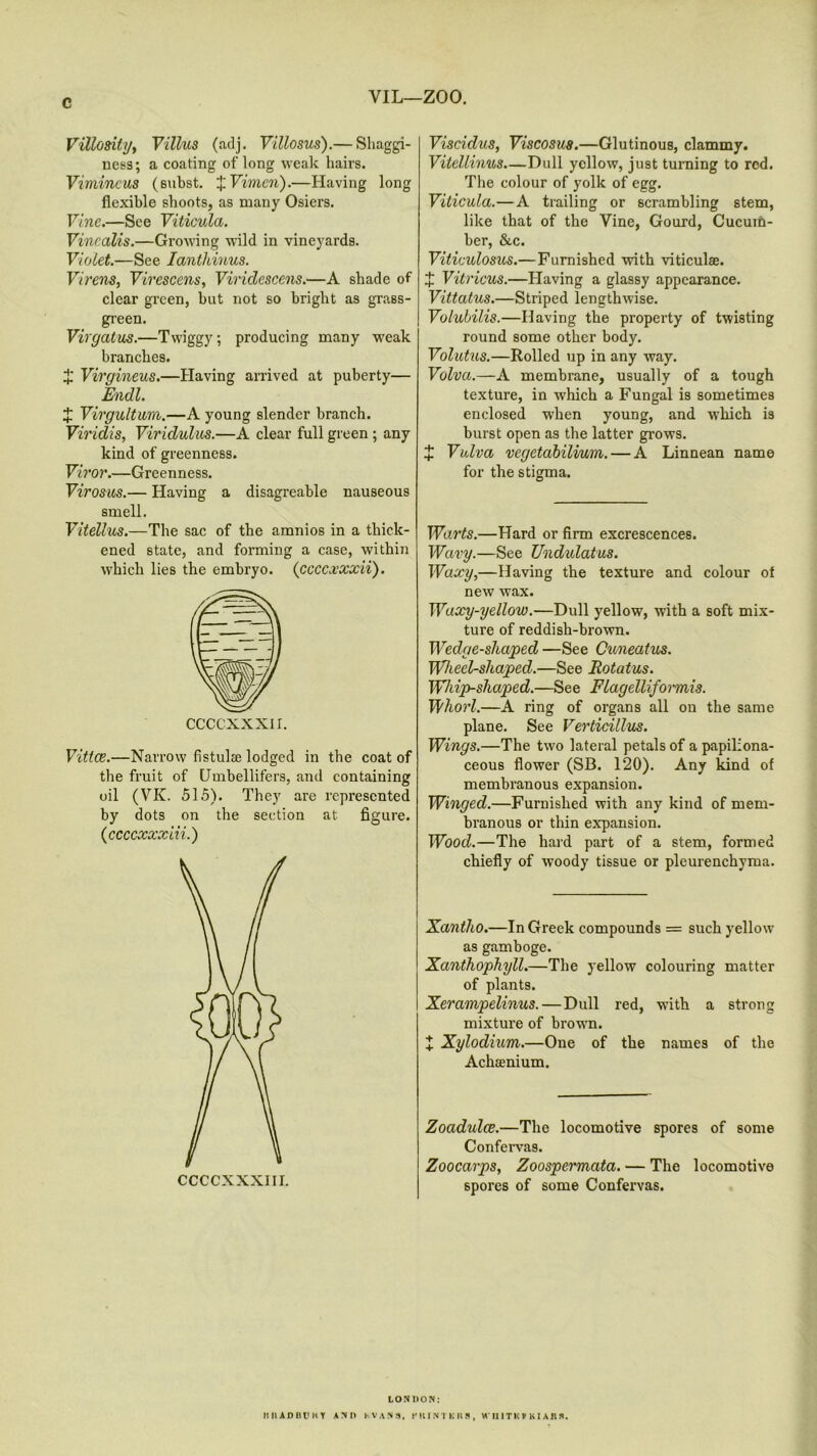 VIL—ZOO. Villosily, Villus (adj. Villosus).— Shaggi- ness; a coating of long weak hairs. Vimincus (subst. + Vimeri).—Having long flexible shoots, as many Osiers. Vine.—See Viticula. Vincalis.—Growing wild in vineyards. Violet.—See Ianthinus. Virens, Virescens, Viridescens.—A shade of clear green, but not so bright as grass- green. Virgatus.—Twiggy; producing many weak branches. J Virgineus.—Having arrived at puberty— Endl. J Virgultum.—A young slender branch. Viridis, Viridulus.—A clear full green ; any kind of greenness. Viror.—Greenness. Virosus.— Having a disagreable nauseous smell. Vitellus.—The sac of the amnios in a thick- ened state, and forming a case, within which lies the embryo, (ccccxxxii). CCCCXXXII. Vittce.—Narrow fistulse lodged in the coat of the fruit of Umbellifers, and containing oil (VK. 515). They are represented by dots on the section at figure. (ccccxxxiii.) Viscidus, Viscosus.—Glutinous, clammy. Vitellinus Dull yellow, just turning to red. The colour of yolk of egg. Viticula.—A trailing or scrambling stem, like that of the Vine, Gourd, Cucum- ber, &c. Viticulosus.—Furnished with viticula;. J Vitricus.—Having a glassy appearance. Vittatus.—Striped lengthwise. Volubilis.—Having the property of twisting round some other body. Volutus.—Rolled up in any way. Volva.—A membrane, usually of a tough texture, in which a Fungal is sometimes enclosed when young, and which is burst open as the latter grows. £ Vulva vegetabilvum.— A Linnean name for the stigma. Warts.—Hard or firm excrescences. Wary.—See Undulatus. Waxy,—Having the texture and colour of new wax. Waxy-yellow.—Dull yellow, with a soft mix- ture of reddish-brown. Wedge-shaped —See Cuneatus. Wheel-shaped.—See Rotatus. Whip-shaped.—See Flagelliformis. Whorl.—A ring of organs all on the same plane. See Verticillus. Wings.—The two lateral petals of a papiliona- ceous flower (SB. 120). Any kind of membranous expansion. Winged.—Furnished with any kind of mem- branous or thin expansion. Wood.—The hard part of a stem, formed chiefly of woody tissue or pleurenchyma. Xantho.—In Greek compounds = such yellow as gamboge. Xanthophyll.—The yellow colouring matter of plants. Xerampelinus. — Dull red, with a strong mixture of brown. £ Xylodium.—One of the names of the Achaenium. Zoadulce.—The locomotive spores of some Confervas. Zoocarps, Zoospermata. — The locomotive spores of some Confervas. LONDON: HUADDPHY AND KVAN3, PRINTKK8, HU 1 TIC F KIA R 8.