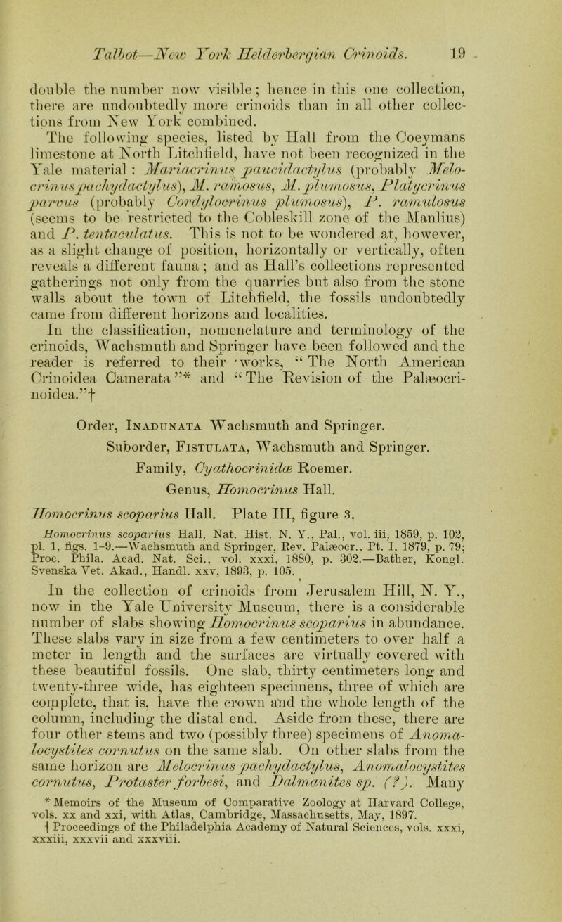 double tlie number now visible; lienee in this one collection, there are undoubtedly more crinoids than in all other collec- tions from New York combined. The following species, listed by Hall from the Coeymans limestone at North Litchfield, have not been recognized in the Yale material : Mariacrinus paucidactylus (probably Melo- crinuspa chy dactyl us), M. ramosus, M.plumosus, Platycrinus parvus (probably Cordylocri/nus plumosus), P. ramidosus (seems to be restricted to the Cobleskill zone of the Manlius) and P. tentaculatus. This is not to be wondered at, however, as a slight change of position, horizontally or vertically, often reveals a different fauna; and as Hall’s collections represented gatherings not only from the quarries but also from the stone walls about the town of Litchfield, the fossils undoubtedly came from different horizons and localities. In the classification, nomenclature and terminology of the crinoids, Wachsmuth and Sm-inger have been followed and the reader is referred to their 'works, “ The North American Crinoidea Camerata and “ The Revision of the Palseocri- noidead’f Order, Inadunata Wachsmuth and Springer. Suborder, Fistulata, Wachsmuth and Springer. Family, Cyathocrinidce Roemer. Genus, Homocrinus Hall. Homocrinus scoparius Hall. Plate III, figure 3. Homocrinus scoparius Hall, Nat. Hist. N. Y., Pal., vol. iii, 1859, p. 102, pi. 1, figs. 1-9.—Wachsmuth and Springer, Rev. Palseocr., Pt. I. 1879, p. 79; Proc. Phila. Acad. Nat. Sci., vol. xxxi, 1880, p. 302.—Batlier, Kongl. Svenska Yet. Akad., Handl. xxv, 1893, p. 105. • In the collection of crinoids from Jerusalem Hill, N. Y., now in the Yale University Museum, there is a considerable number of slabs showing Homocrinus scoparius in abundance. These slabs vary in size from a few centimeters to over half a meter in length and the surfaces are virtually covered with these beautiful fossils. One slab, thirty centimeters long and twenty-three wide, has eighteen specimens, three of which are complete, that is, have the crown and the whole length of the column, including the distal end. Aside from these, there are four other stems and two (possibly three) specimens of Anoma- locystites cornutus on the same slab. On other slabs from the same horizon are Melocrinuspachydactylus, Anomalocystites cornutus, Protaster forbesi, and Palmanites sp. (f). Many * Memoirs of the Museum of Comparative Zoology at Harvard College, vols. xx and xxi, with Atlas, Cambridge, Massachusetts, May, 1897. ] Proceedings of the Philadelphia Academy of Natural Sciences, vols. xxxi, xxxiii, xxxvii and xxxviii.