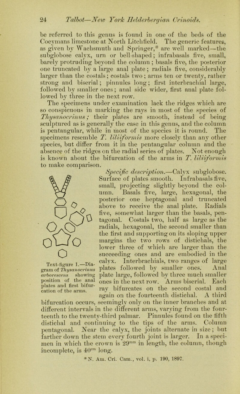 be referred to this genus is found in one of the beds of the Coeymans limestone at North Litchfield. The generic features, as given by Wacbsmuth and Springer,* are well marked—the subglobose calyx, urn or bell-shaped; infrabasals five, small, barely protruding beyond the column ; basals five, the posterior one truncated by a large anal plate; radials five, considerably larger than the costals; costals two ; arms ten or twenty, rather strong and biserial; pinnules long; first interbrachial large, followed by smaller ones; anal side wider, first anal plate fol- lowed by three in the next row. The specimens under examination lack the ridges which are so conspicuous in marking the rays in most of the species of Thysanocrinus; their plates are smooth, instead of being sculptured as is generally the case in this genus, and the column is pentangular, while in most of the species it is round. The specimens resemble T. liliiformis more closely than any other species, but differ from it in the pentangular column and the absence of the ridges on the radial series of plates. Not enough is known about the bifurcation of the arms in T. liliiformis to make comparison. 0 o Specific clescripition.—Calyx subglobose. Surface of plates smooth. Infrabasals five, small, projecting slightly beyond the col- umn. Basals five, large, hexagonal, the posterior one heptagoual and truncated above to receive the anal plate. Badials five, somewhat larger than the basals, pen- tagonal. Costals two, half as large as the radials, hexagonal, the second smaller than the first and supporting on its sloping upper margins the two rows of distichals, the lower three of which are larger than the succeeding ones and are embodied in the calyx. Interbrachials, two ranges of large plates followed by smaller ones. Anal plate large, followed by three much smaller ones in the next row. Arms biserial. Each ray bifurcates on the second costal and again on the fourteenth distichal. A third bifurcation occurs, seemingly only on the inner branches and at different intervals in the different arms, varying from the four- teenth to the twenty-third palmar. Pinnules found on the fifth distichal and continuing to the tips of the arms. Column pentagonal. Near the calyx, the joints alternate in size; hut farther down the stem every fourth joint is larger. In a speci- men in which the crown is 29mm in length, the column, though incomplete, is 40cm long. Text-figure 1.—Dia- gram of Thysanocrinus arborescens showing position of the anal plates and first bifur- cation of the arms. * N. Am. Cri. Cam., vol. i, p. 190, 1897.