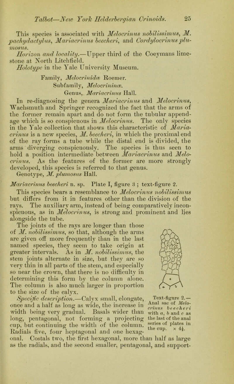 This species is associated with Melocrinus nobilissimus, M. pachy dactylics, Mariacrinus beecheri, and Cordylocrinus plu- mosus. Horizon and locality.—Upper third of the Coeymans lime- stone at North Litchfield. Holotype in the Yale University Museum. Family, Melocrinidae Roemer. Subfamily, Melocrinince. Genus,. Mariacrinus Hall. In re-diagnosing the genera Mariacrinus and Melocrinus, Waclismuth and Springer recognized the fact that the arms of the former remain apart and do not form the tubular append- age which is so conspicuous in Melocrinus. The only species in the Yale collection that shows this characteristic of Maria- crinus is a new species, M. beecheri, in which the proximal end of the ray forms a tube while the distal end is divided, the arms diverging conspicuously. The species is thus seen to hold a position intermediate between Mariacrinus and Melo- crinus. As the features of the former are more strongly developed, this species is referred to that genus. Genotype, M. plumosus Hall. Mariacrinus beecheri n. sp. Plate I, figure 3 ; text-figure 2. This species bears a resemblance to Melocrinus nobilissimus but differs from it in features other than the division of the rays. The auxiliary arm, instead of being comparatively incon- spicuous, as in Melocrinus, is strong and prominent and lies alongside the tube. Rr&#\ u.y.-.j /■*/ ; The joints of the rays are longer than those of M. nobilissimus, so that, although the arms are given off more frequently than in the last named species, they seem to take origin at greater intervals. As in M. nobilissimus, the stem joints alternate in size, but they are so very thin in all parts of the stem, and especially so near the crown, that there is no difficulty in determining this form by the column alone. The column is also much larger in proportion to the size of the caljrx. Specific description.—Calyx small, elongate, once and a half as long as wide, the increase in width being very gradual. Basals wider than long, pentagonal, not forming a projecting cup, but continuing the width of the column. Radials five, four heptagonal and one hexag- onal. Costals two, the first hexagonal, more than half as large as the radials, and the second smaller, pentagonal, and support- Text-figure 2.— Anal sac of Melo- crinus beecheri with a, b and c as the last of the anal series of plates in the cup. x 4£.