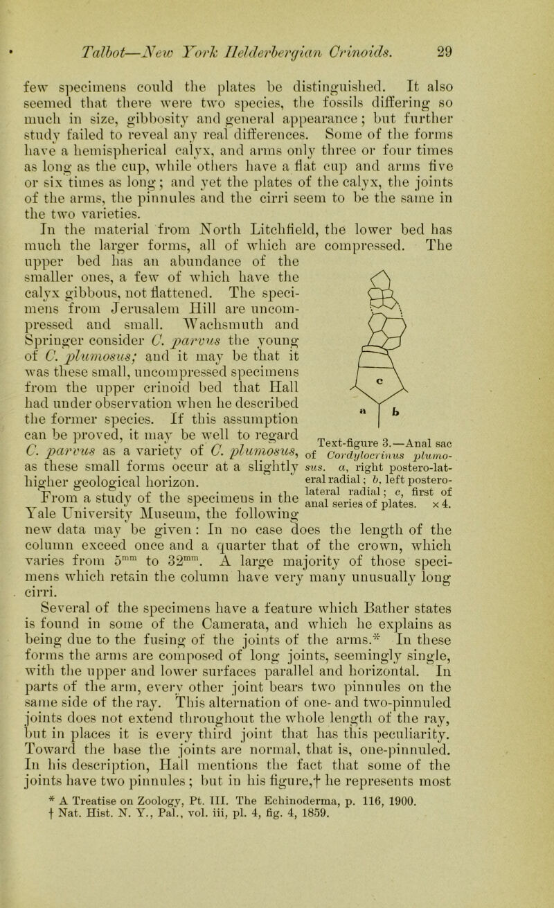 few specimens could the plates be distinguished. It also seemed that there were two species, the fossils differing so much in size, gibbosity and general appearance; but further study failed to reveal any real differences. Some of the forms have a hemispherical calyx, and arms only three or four times as long as the cup, while others have a Hat cup and arms five or six times as long; and yet the plates of the calyx, the joints of the arms, the pinnules and the cirri seem to be the same in the two varieties. In the material from North Litchfield, the lower bed has much the larger forms, all of which are compressed. The upper bed has an abundance of the smaller ones, a few of which have the calyx gibbous, not flattened. The speci- mens from Jerusalem Ilill are uncom- pressed and small. Wachsmuth and Springer consider C. parvus the young of C. plumosus; and it may be that it was these small, uncompressed specimens from the upper crinoid bed that ITall had under observation when he described the former species. If this assumption can be proved, it may be well to regard m „ . _ t. parous as a variety of C. plumosus, of cordylocrinus piumo- as these small forms occur at a slightly sus. a, right postero-lat- lligher geological horizon. eral radial; 6. left postero- From a study of the specimens in the anal serie8 of pla4s. x 4. 1 ale University Museum, the following new data may be given In no case does the length of the column exceed once and a quarter that of the crown, which varies from 5mm to 32mm. A large majority of those speci- mens which retain the column have very many unusually long cirri. Several of the specimens have a feature which Bather states is found in some of the Camerata, and which he explains as being due to the fusing of the joints of the arms.* In these forms the arms are composed of long joints, seemingly single, with the upper and lower surfaces parallel and horizontal. In parts of the arm, every other joint bears two pinnules on the same side of the ray. This alternation of one- and two-pinnuled joints does not extend throughout the whole length of the ray, but in pflaces it is every third joint that has this peculiarity. Toward the base the joints are normal, that is, one-pinnuled. In his description, Hall mentions the fact that some of the joints have two pinnules ; but in his figure,j* he represents most * A Treatise on Zoology, Pt. III. The Echinoderma, p. 116, 1900. f Nat. Hist. N. Y., Pal., vol. iii, pi. 4, fig. 4, 1859.