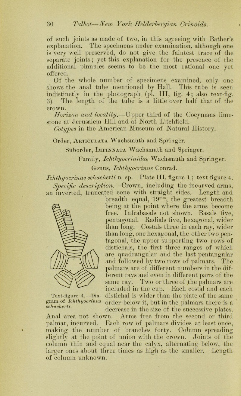 of such joints as made of two, in tin's agreeing with Bather’s explanation. The specimens under examination, although one is very well preserved, do not give the faintest trace of the separate joints; yet this explanation for the presence of the additional pinnules seems to be the most rational one yet offered. Of the whole number of specimens examined, only one shows the anal tnbe mentioned by Hall. This tube is seen indistinctly in the photograph (pi. Ill, fig. 4; also text-fig. 3). The length of the tnbe is a little over half that of the crown. Horizon and locality.—Upper third of the Coeymans lime- stone at Jerusalem Hill and at North Litchfield. Cotypes in the American Museum of Natural History. Order, Atiticuuata Wachsmuth and Springer. Suborder, Xmpinnata Wachsmuth and Springer. Family, Ichthyocrinidae Wachsmuth and Springer. Genus, Ichthyocrinus Conrad. Ichthyocrinus schucherti n. sp. Plate III, figure 1 ; text-figure 4. Specific description.—Crown, including the incurved arms, an inverted, truncated cone with straight sides. Length and breadth ecpial, 19mra, the greatest breadth being at the point where the arms become free. Infrabasals not shown. Basals five, pentagonal. Badials five, hexagonal, wider than long. Costals three in each ray, wider than long, one hexagonal, the other two pen- tagonal, the upper supporting two rows of disticlials, the first three ranges of which are quadrangular and the last pentangular and followed by two rows of palmars. The palmars are of different numbers in the dif- ferent rays and even in different parts of the same ray. Two or three of the palmars are included in the cup. Each costal and each Text-figure 4.—Dia- distichal is wider than the plate of the same gram of ichthyocrinus orc]er below it, but in the palmars there is a schucherti. n . ,1 x -i • 1 decrease m the size of the successive plates. Anal area not shown. Arms free from the second or third palmar, incurved. Each row of palmars divides at least once, making the number of branches forty. Column spreading slightly at the point of union with the crown. Joints of the column thin and equal near the calyx, alternating below, the larger ones about, three times as high as the smaller. Length of column unknown.