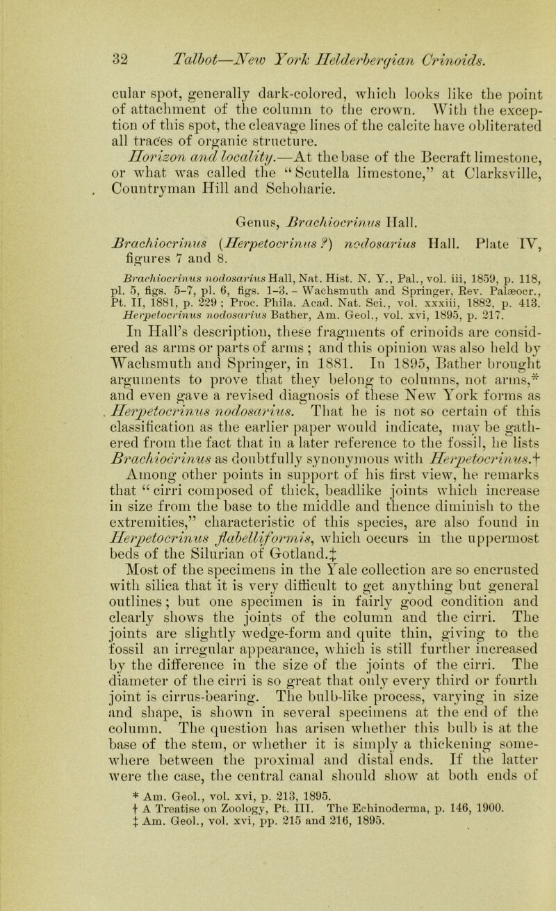 cular spot, generally dark-colored, which looks like the point of attachment of the column to the crown. With the excep- tion of this spot, the cleavage lines of the calcite have obliterated all traces of organic structure. Horizon and locality.—At the base of the Becraft limestone, or what was called the “ Scutella limestone,” at Clarksville, Countryman Hill and Schoharie. Genus, Brachioerinus Hall. Brachiocrinus {Herpetocrinus f) nodosarius Hall. Plate IV, figures 7 and 8. Brachiocrinus nodosarius Hall, Nat. Hist. N. Y., Pal., vol. iii, 1859, p. 118, pi. 5, figs. 5-7, pi. 6, figs. 1-3.- Wachsmuth and Springer, Rev. Palaeocr., Pt. II, 1881, p. 229; Proc. Phila. Acad. Nat. Sci., vol. xxxiii, 1882, p. 413. Herpetocrinus nodosarius Bather, Am. Geol., vol. xvi, 1895, p. 217. In Hall’s description, these fragments of crinoids are consid- ered as arms or parts of arms ; and this opinion was also held by Wachsmuth and Springer, in 1881. In 1895, Bather brought arguments to prove that they belong to columns, not arms,* and even gave a revised diagnosis of these Hew York forms as Herpetocrimcs nodosarius. That he is not so certain of this classification as the earlier paper would indicate, may be gath- ered from the fact that in a later reference to the fossil, he lists Brachiocrinus as doubtfully synonymous with Herpetocrinus.+ Among other points in support of his first view, he remarks that u cirri composed of thick, beadlike joints which increase in size from the base to the middle and thence diminish to the extremities,” characteristic of this species, are also found in Herpetocrinus flabelliformis, which occurs in the uppermost beds of the Silurian of Gotland.^ Most of the specimens in the Yale collection are so encrusted with silica that it is very difficult to get anything but general outlines; but one specimen is in fairly good condition and clearly shows the joints of the column and the cirri. The joints are slightly wedge-form and quite thin, giving to the fossil an irregular appearance, which is still further increased by the difference in the size of the joints of the cirri. The diameter of the cirri is so great that only every third or fourth joint is cirrus-bearing. The bulb-like process, varying in size and shape, is shown in several specimens at the end of the column. The question has arisen whether this bulb is at the base of the stem, or whether it is simply a thickening some- where between the proximal and distal ends. If the latter were the case, the central canal should show at both ends of * Am. Geol., vol. xvi, p. 213, 1895. f A Treatise on Zoology, Pt. III. The Eehinoderma, p. 146, 1900. X Am. Geol., vol. xvi, pp. 215 and 216, 1895.