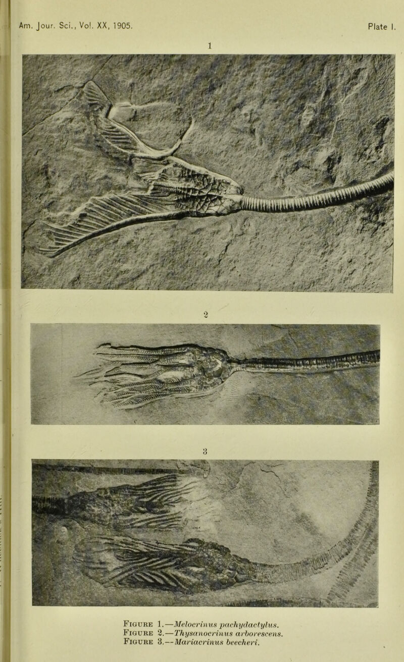 3 Figure 1. —Melocrinus pachydactylus. Figure 2. — Thysanocrinus arborescens. Figure 3. — Mariacrinus beecheri.