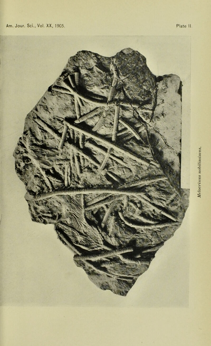 Melocrinus nobilissimus.
