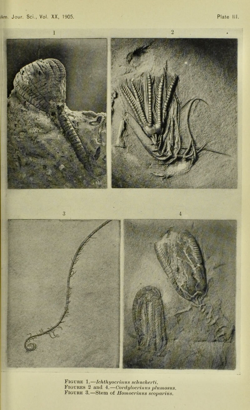 Figure 1.—Ichthyocrinus schucherti. Figures 2 and 4.—Cordylocrinusplumosus Figure 3.—Stem of Homocrinus scoparius.