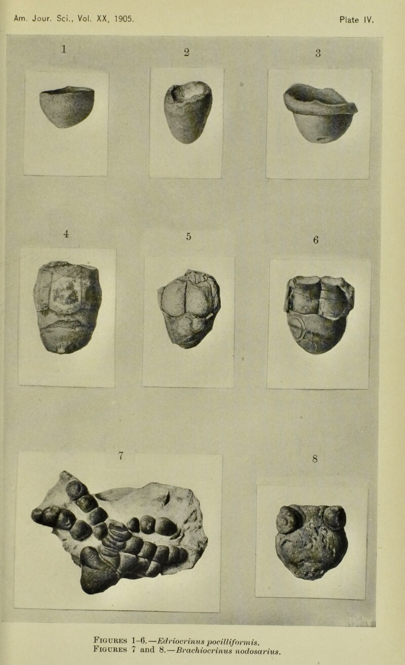 Figures 1-6. —Edriocrinus pocilliformis.