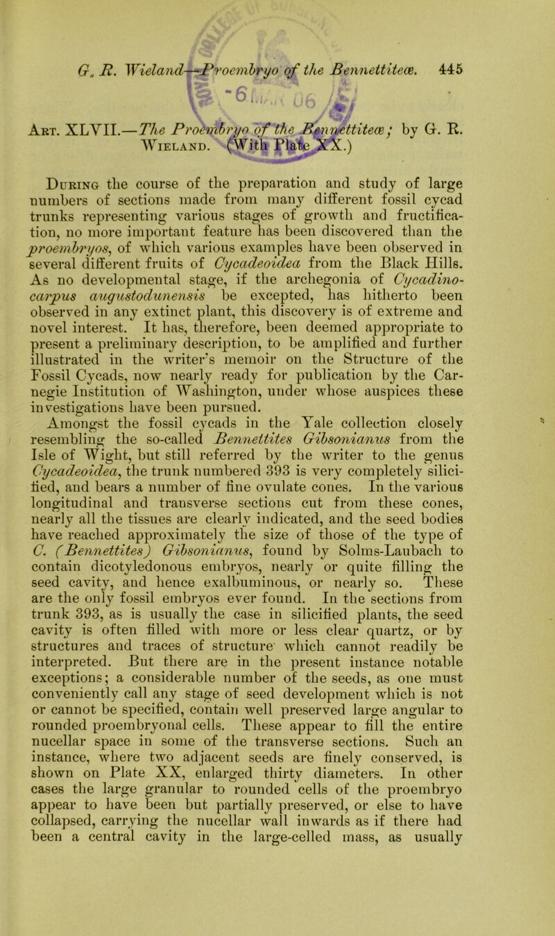 11. 6f.i;.Vnu iJL i Art. XLYII.—The Proembryo of the Bennettitece/ by Gf. R. Wieland. (With Plate XX.) During the course of the preparation and study of large numbers of sections made from many different fossil cycad trunks representing various stages of growth and fructifica- tion, no more important feature has been discovered than the proembryos, of which various examples have been observed in several different fruits of Cycadeoidea from the Black Hills. As no developmental stage, if the archegonia of Cycadino- carpus augustodunensis be excepted, has hitherto been observed in any extinct plant, this discovery is of extreme and novel interest. It has, therefore, been deemed appropriate to present a preliminary description, to be amplified and further illustrated in the writer's memoir on the Structure of the Fossil Cycads, now nearly ready for publication by the Car- negie Institution of Washington, under whose auspices these investigations have been pursued. Amongst the fossil cycads in the Yale collection closely resembling the so-called Bennettites Gibsonianus from the Isle of Wight, but still referred by the writer to the genus Cycadeoidea, the trunk numbered 393 is very completely silici- iied, and bears a number of fine ovulate cones. In the various longitudinal and transverse sections cut from these cones, nearly all the tissues are clearly indicated, and the seed bodies have reached approximately the size of those of the type of C. (Bennettites) Gibsonianus, found by Solms-Laubach to contain dicotyledonous embryos, nearly or quite filling the seed cavity, and hence exalbuminous, or nearly so. These are the only fossil embryos ever found. In the sections from trunk 393, as is usually the case in silicified plants, the seed cavity is often filled with more or less clear quartz, or by structures and traces of structure which cannot readily be interpreted. But there are in the present instance notable exceptions; a considerable number of the seeds, as one must conveniently call any stage of seed development which is not or cannot be specified, contain well preserved large angular to rounded proembryonal cells. These appear to fill the entire nucellar space in some of the transverse sections. Such an instance, where two adjacent seeds are finely conserved, is shown on Plate XX, enlarged thirty diameters. In other cases the large granular to rounded cells of the proembryo appear to have been but partially preserved, or else to have collapsed, carrying the nucellar wall inwards as if there had been a central cavity in the large-celled mass, as usually