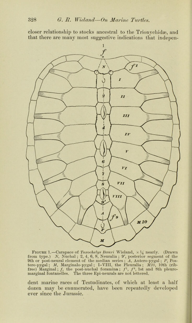 closer relationship to stocks ancestral to the Trionychidae, and that there are many most suggestive indications that indepen- 1 Figure 1.—Carapace of Toxochelys Bauri Wieland, x I4 nearly. (Drawn from type.) N, Nuchal ; 2, 4, 6, 8, Neuralia ; 9', posterior segment of the 9th or post-neural element of the median series ; .4, Antero-pygal; P, Pos- tero-pygal; M, Marginalo- pygal; I-VIII, the Pleuralia ; MIL), lOtli (rib- free) Marginal;/, the post-nuclial foramina; /’, fs, 1st and 8th pleuro- marginal fontanelles. The three Epi-neurals are not lettered. dent marine races of Testudinates, of which at least a half dozen may be enumerated, have been repeatedly developed ever since the Jurassic.