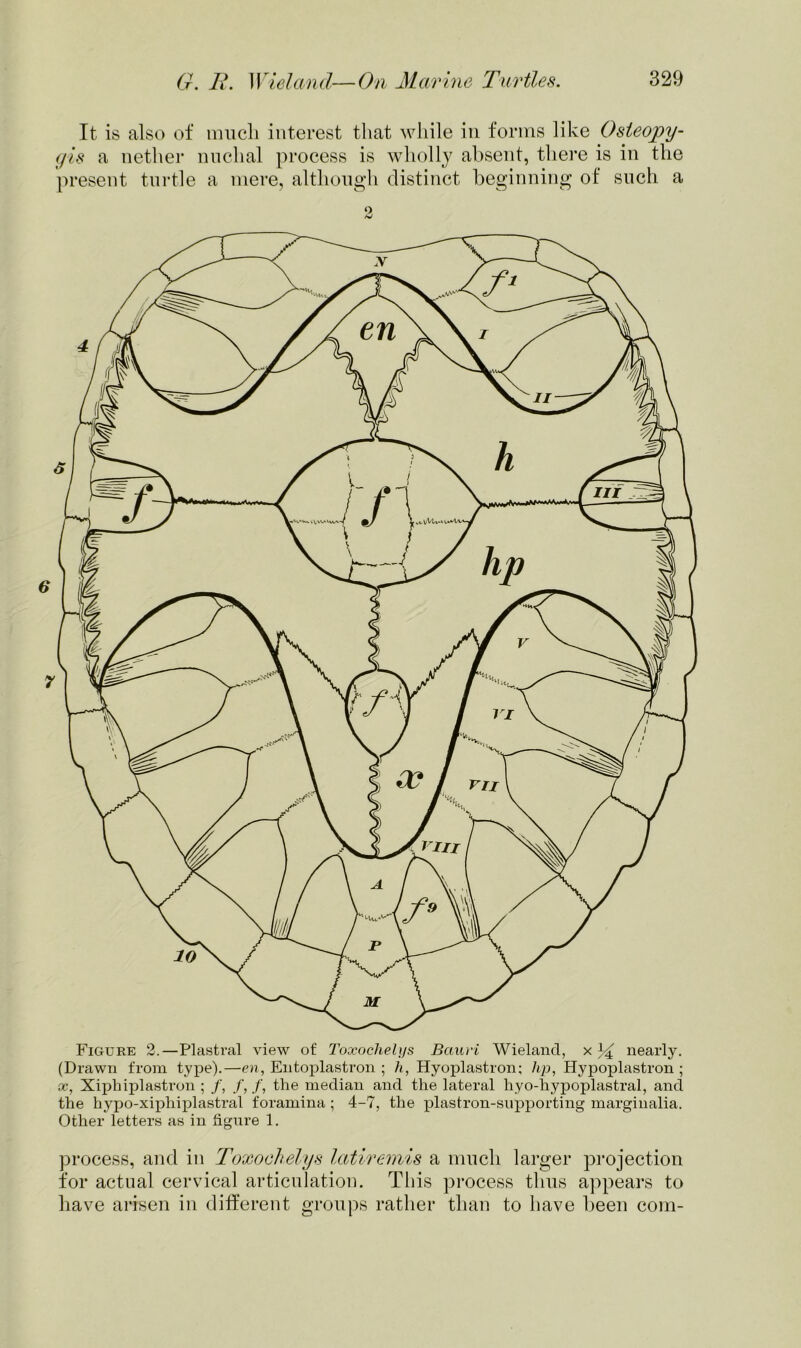 It is also of much interest that while in forms like Osteojpy- gis a nether nuchal process is wholly absent, there is in the present turtle a mere, although distinct beginning of such a Figure 2.—Plastral view of Toxochelys Bauri Wieland, x nearly. (Drawn from type).—en, Entoplastron ; h, Hyoplastron; hp, Hypoplastron ; x, Xiphiplastron ; /, /,/, the median and the lateral hyo-hypoplastral, and the hypo-xiphiplastral foramina ; 4-7, the plastron-supporting marginalia. Other letters as in figure 1. process, and in Toxochelys latiremis a much larger projection for actual cervical articulation. This process thus appears to have arisen in different groups rather than to have been com-